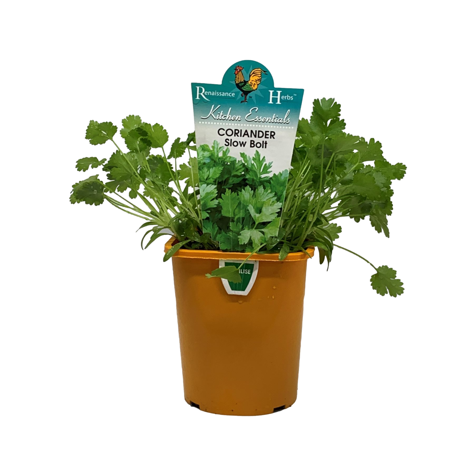 100mm Coriander Slow Bolt Coriandrum sativum Bunnings Australia