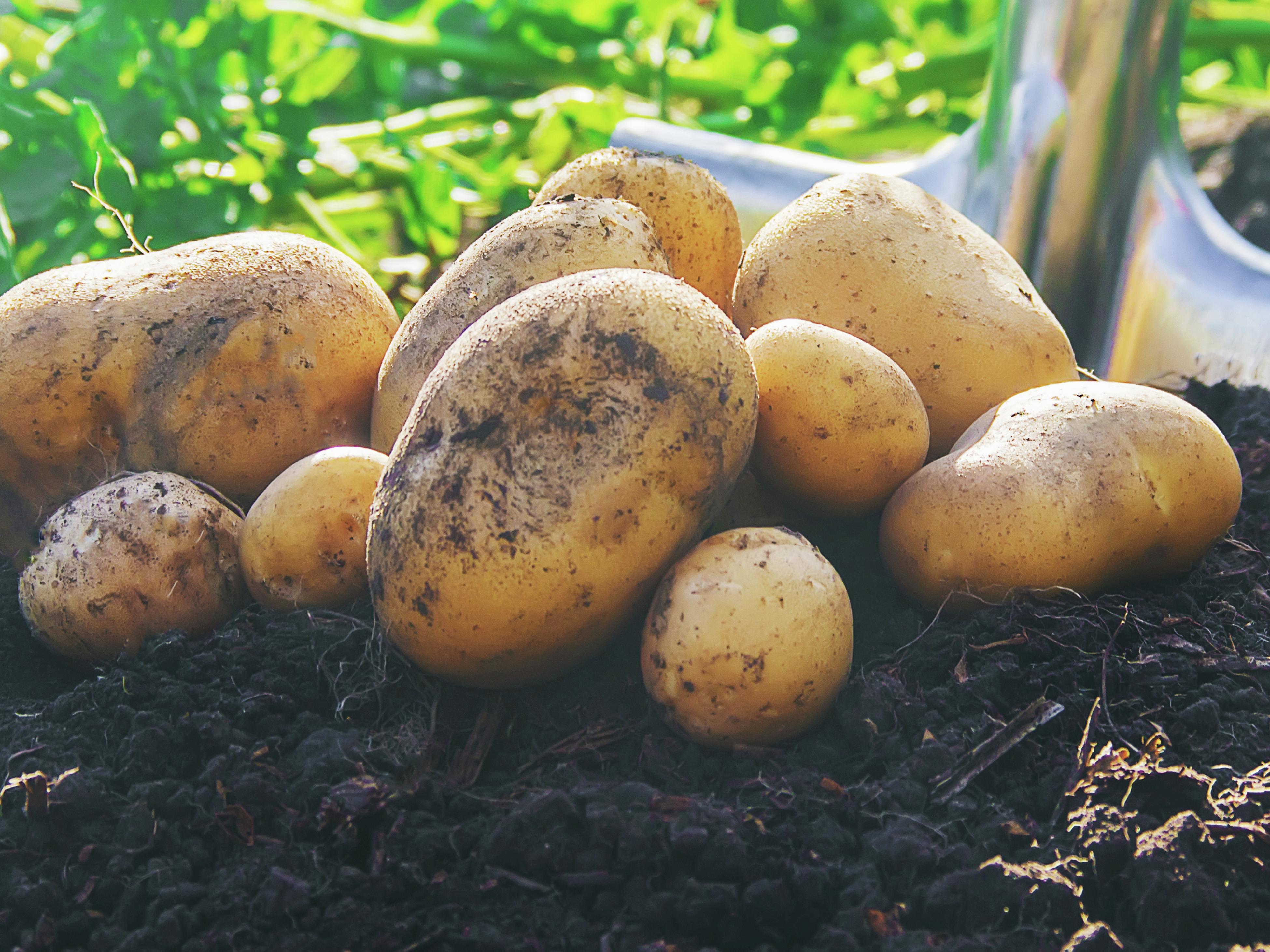 How To Plant, Grow And Harvest Potatoes Bunnings New Zealand