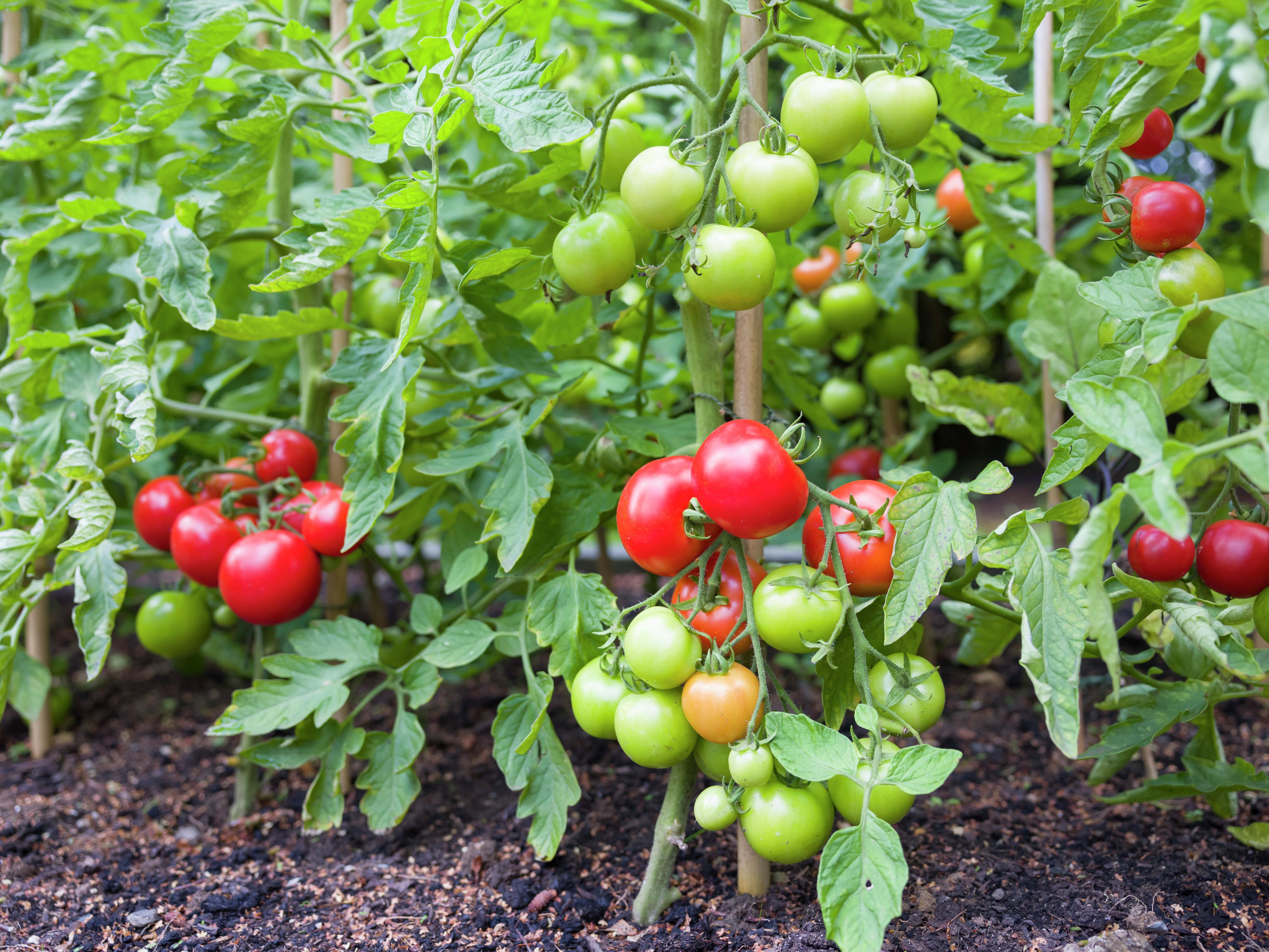 tomato seedlings