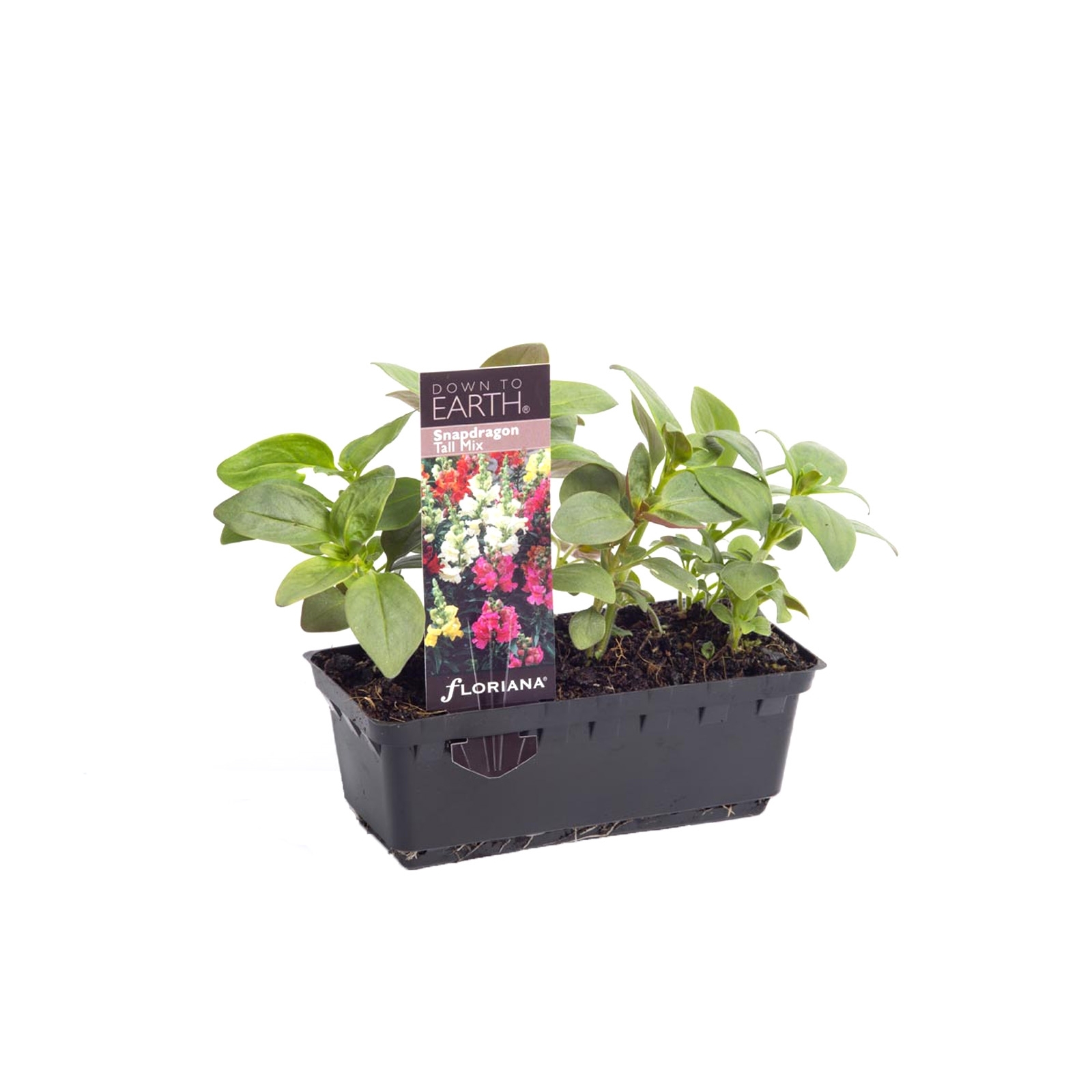 Assorted Flower seedlings Down to Earth Bunnings Australia