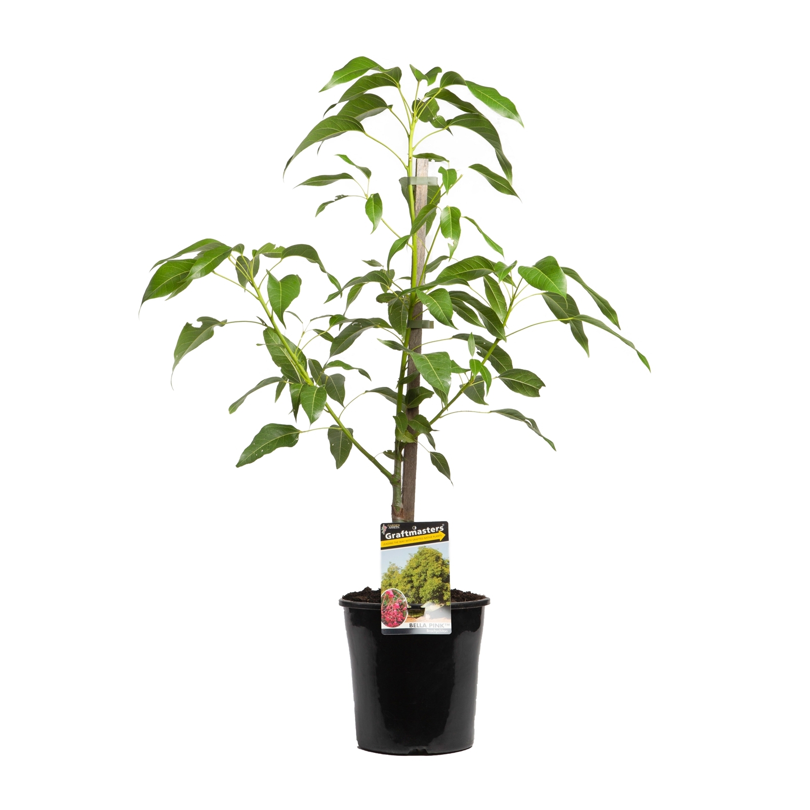 200mm Pink Kurrajong Tree Brachychiton populneus x acerifolius