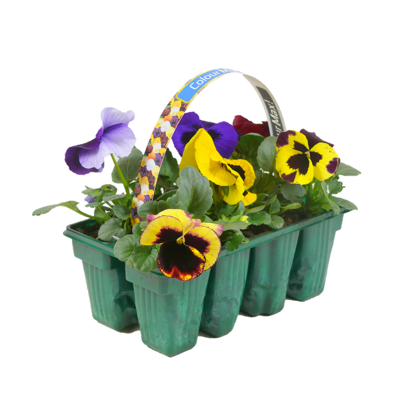 8 Pack Colourmax Pansy Viola wittrockiana Bunnings New Zealand
