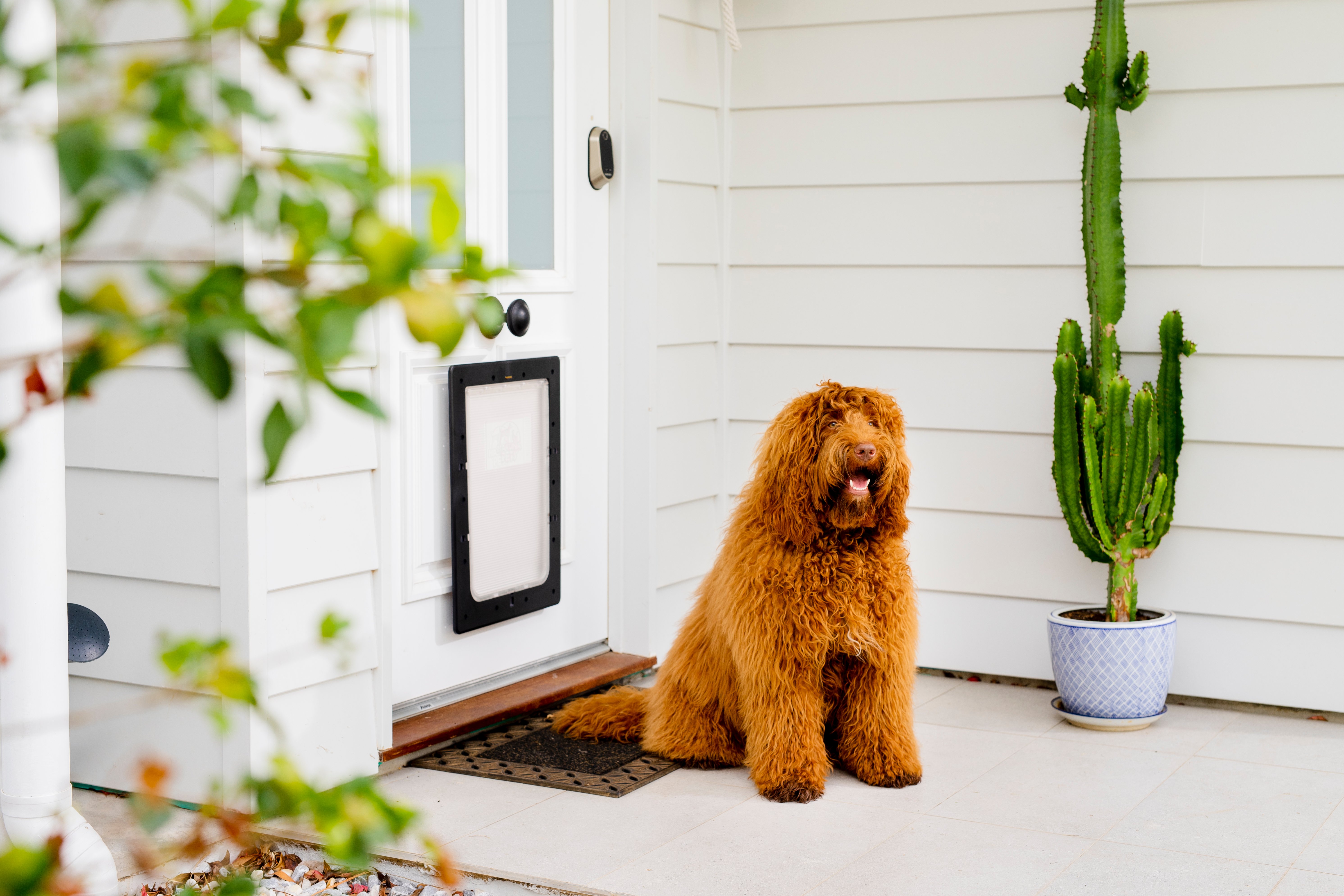 Bunnings dog outlet food