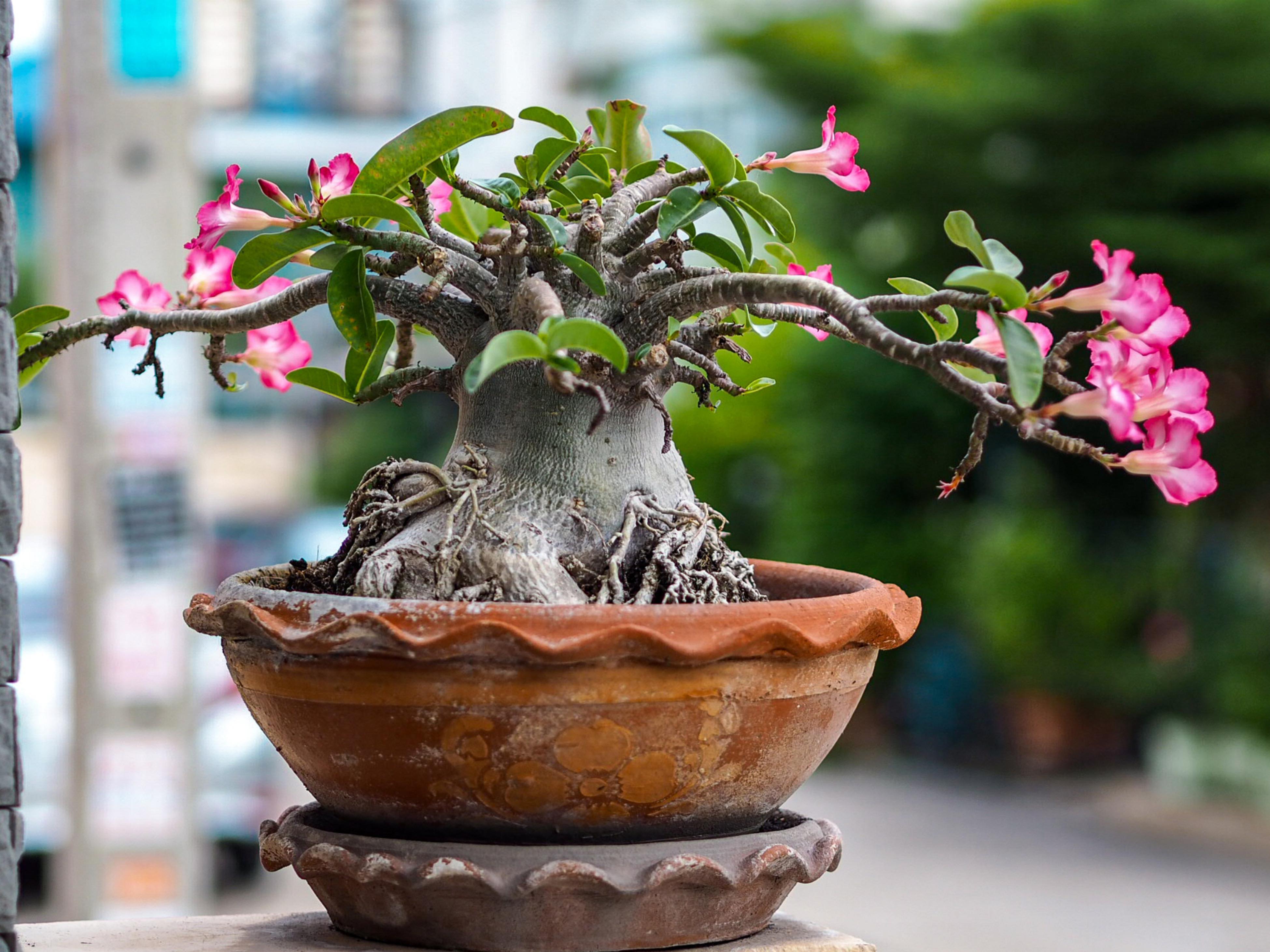 Desert Rose Plant , Adenium Obesum Bonsai Tree,, SALE