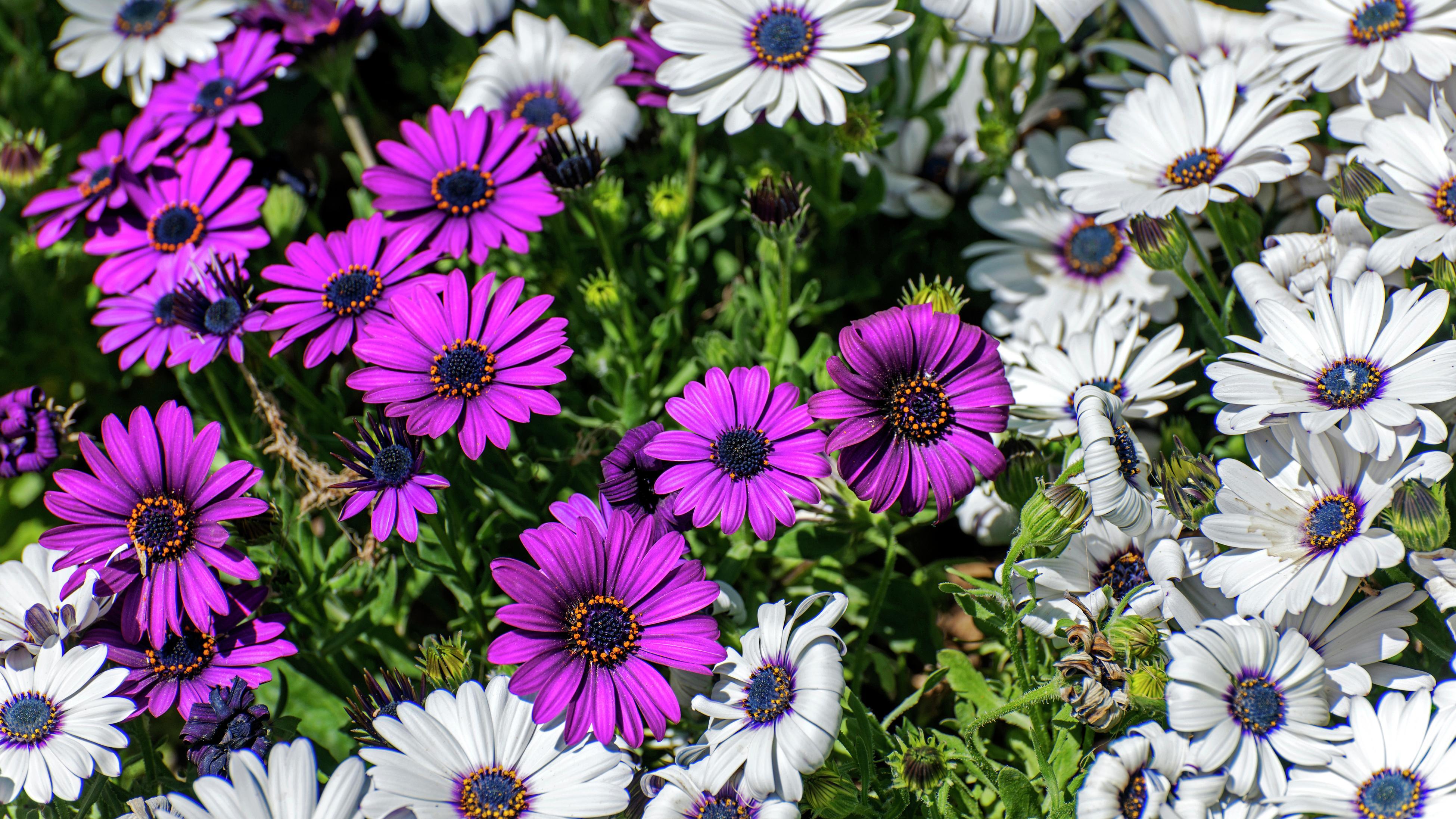 How To Grow And Care For Osteospermum Bunnings Australia