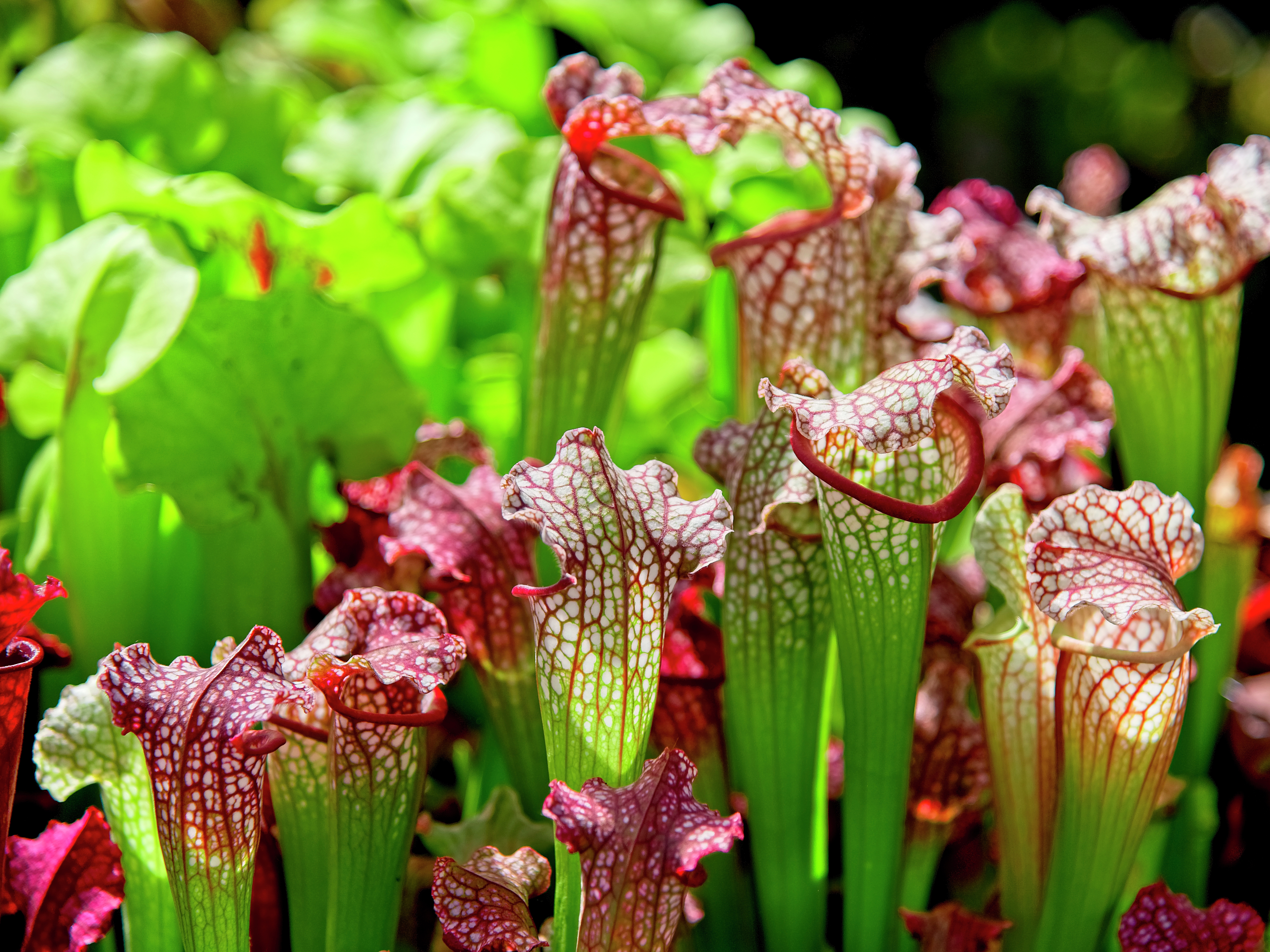 The Pitcher Plantation, Australia: About Using Sphagnum Moss for