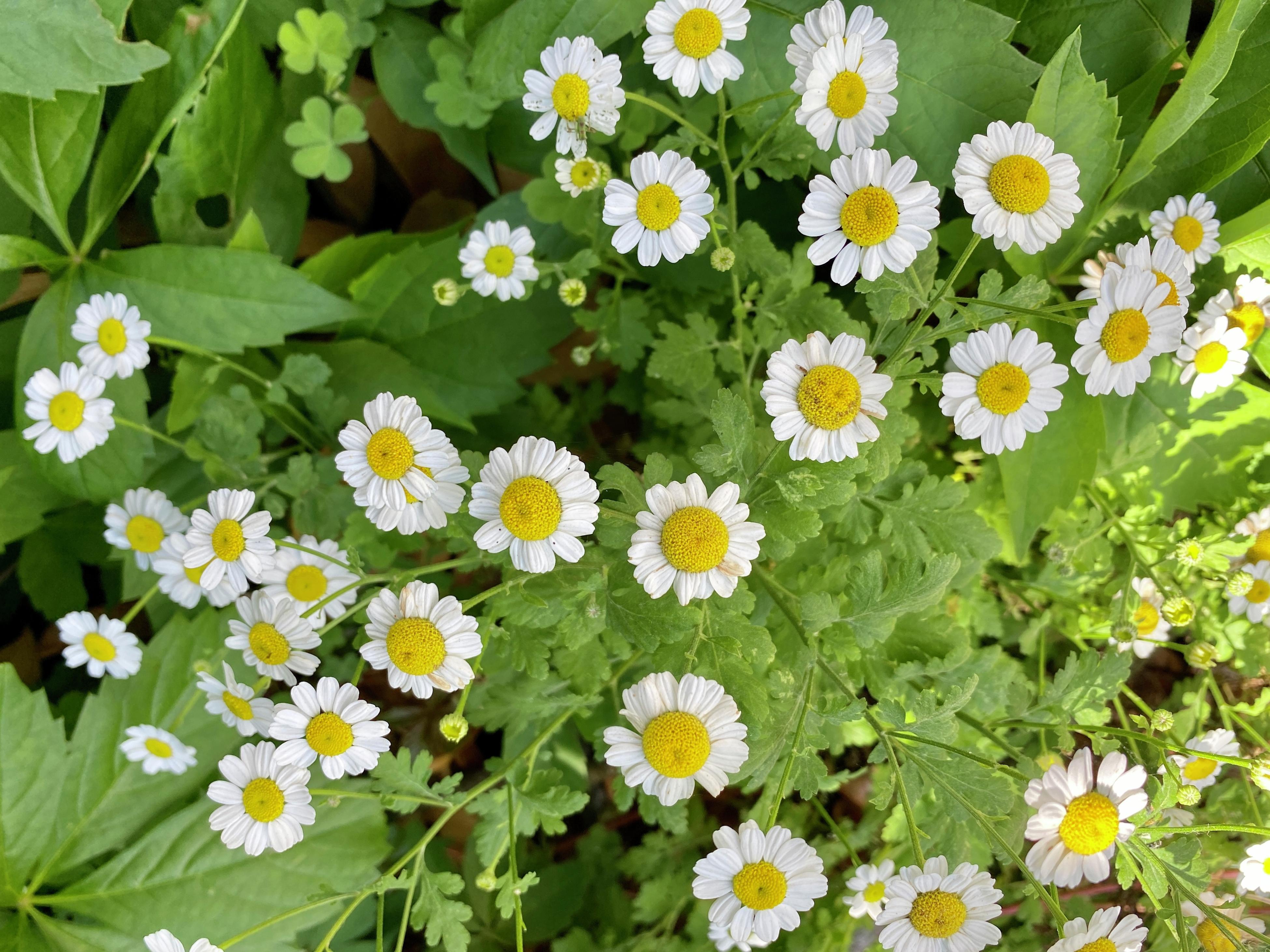 How To Grow And Care For Pyrethrum Daisies Bunnings Australia