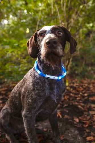 Dog in a blue collar.