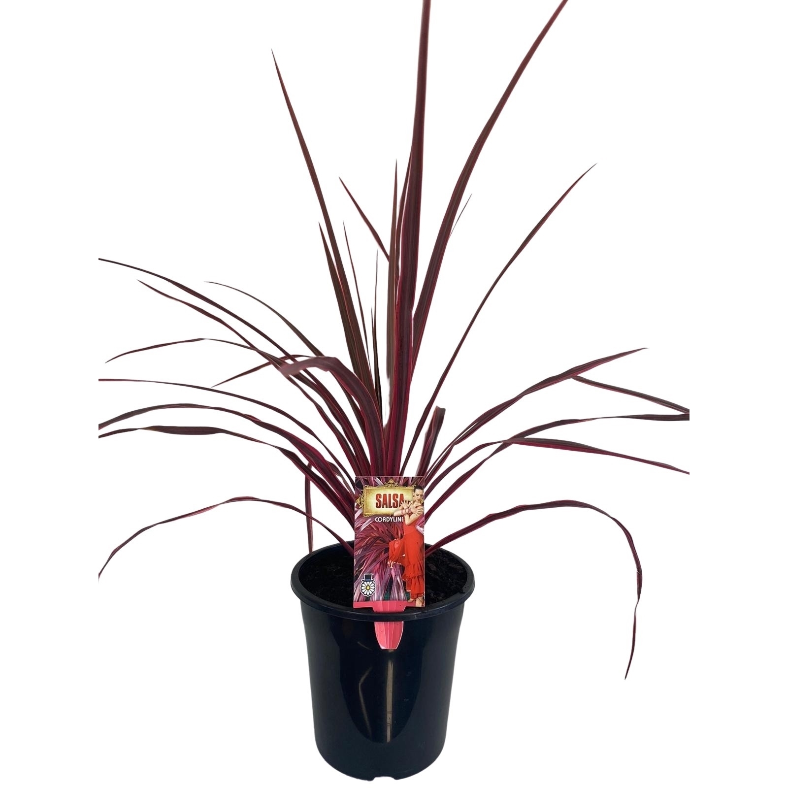 180mm Cordyline Salsa - Cordyline australis - Bunnings Australia