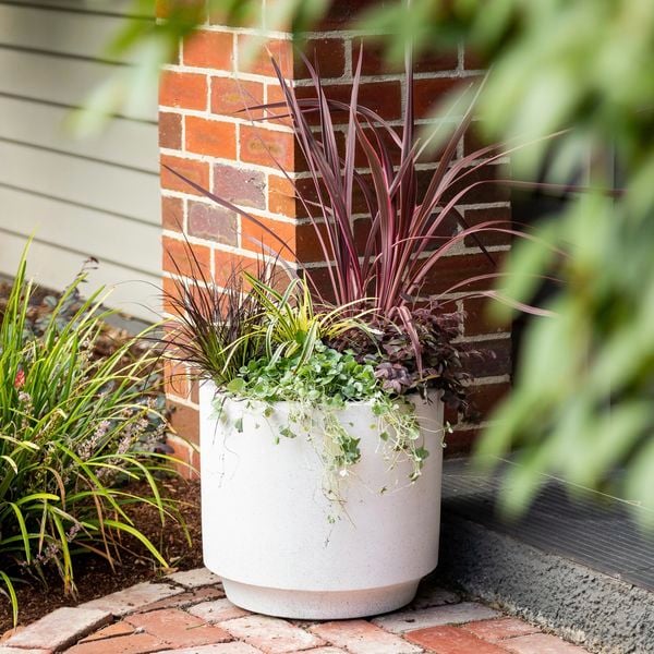 potted plant