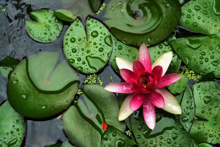 Pond covered in lillies
