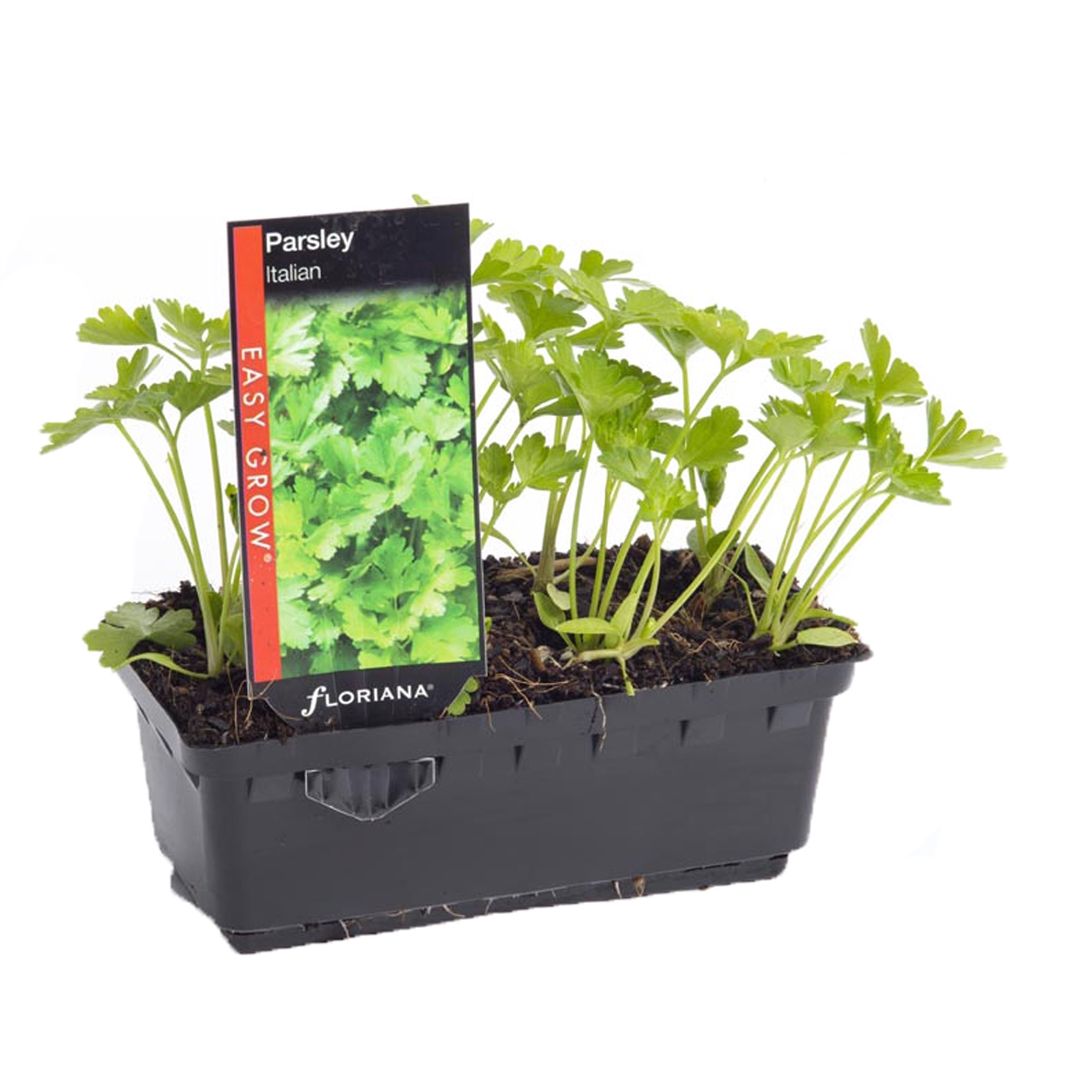 Parsley Italian Petroselinum crispum 'Neopolitanum' Bunnings