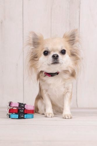 Dog in a pink collar.