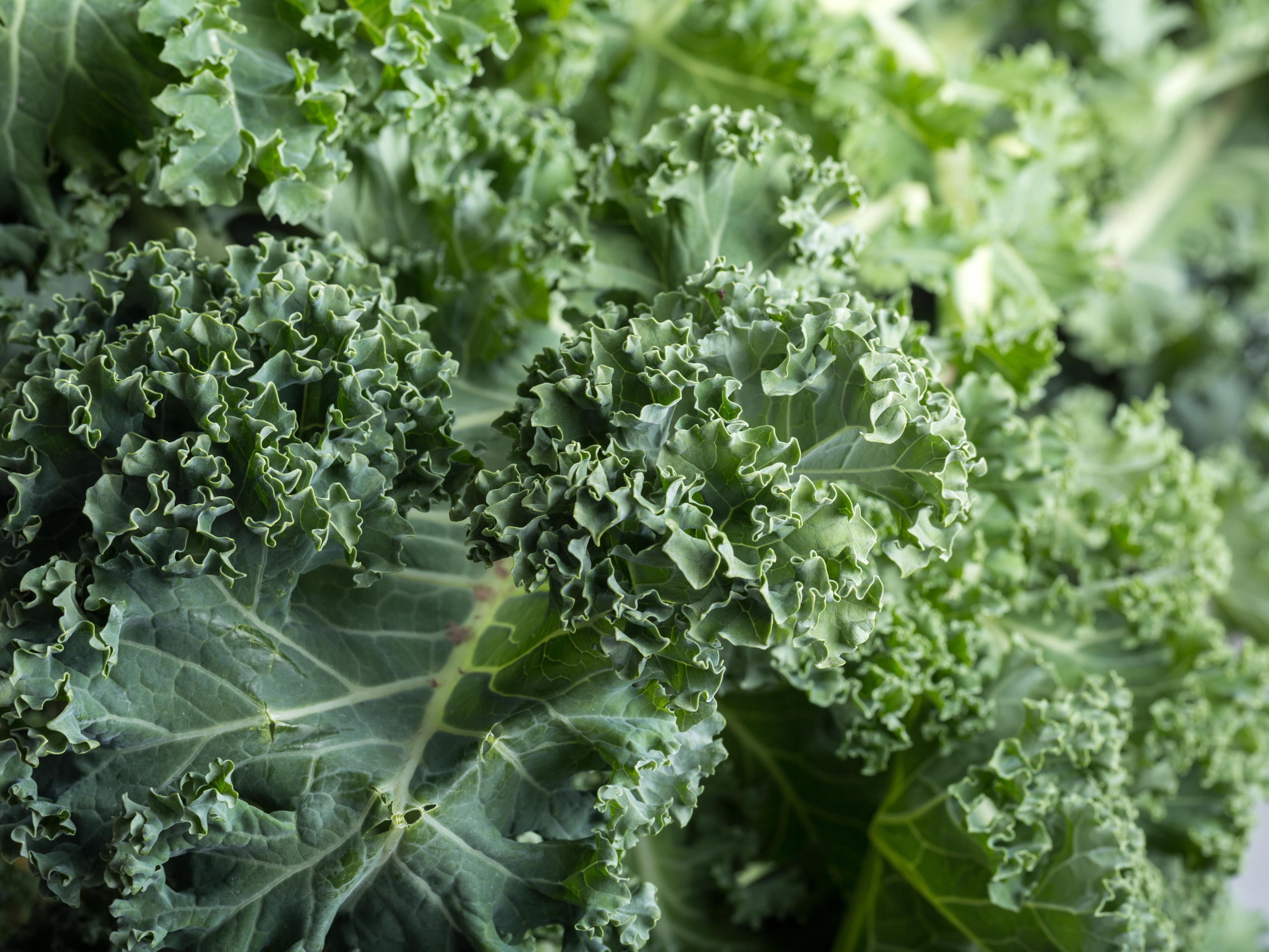 How To Grow Kale - Bunnings Australia