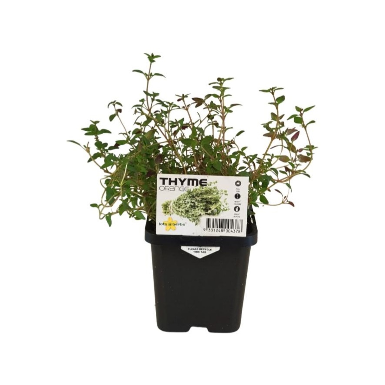 85mm LotsAHerbs Thyme Orange Thymus Fragrantissimus Bunnings