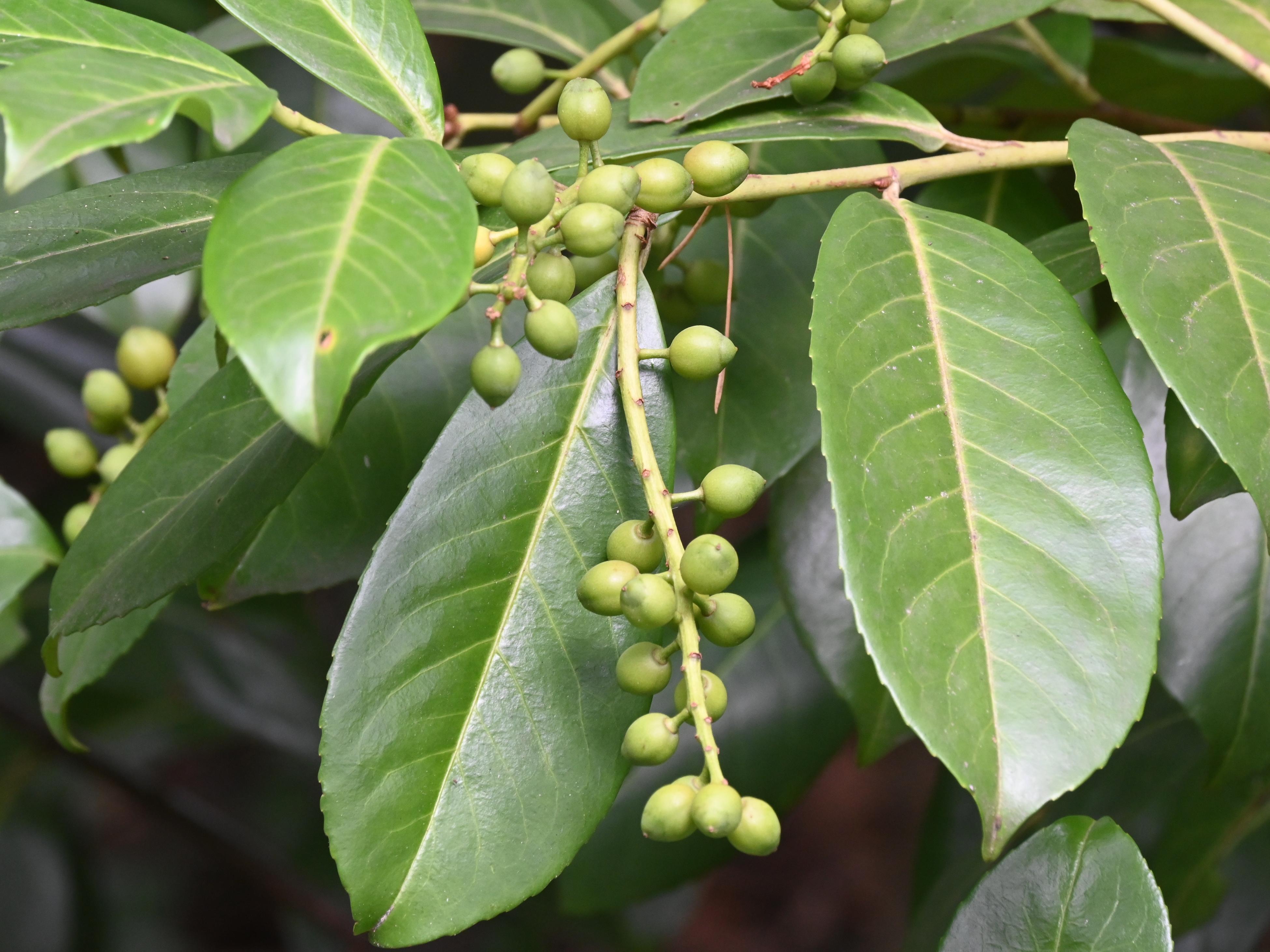 How To Grow And Care For A Bay Tree - Bunnings Australia