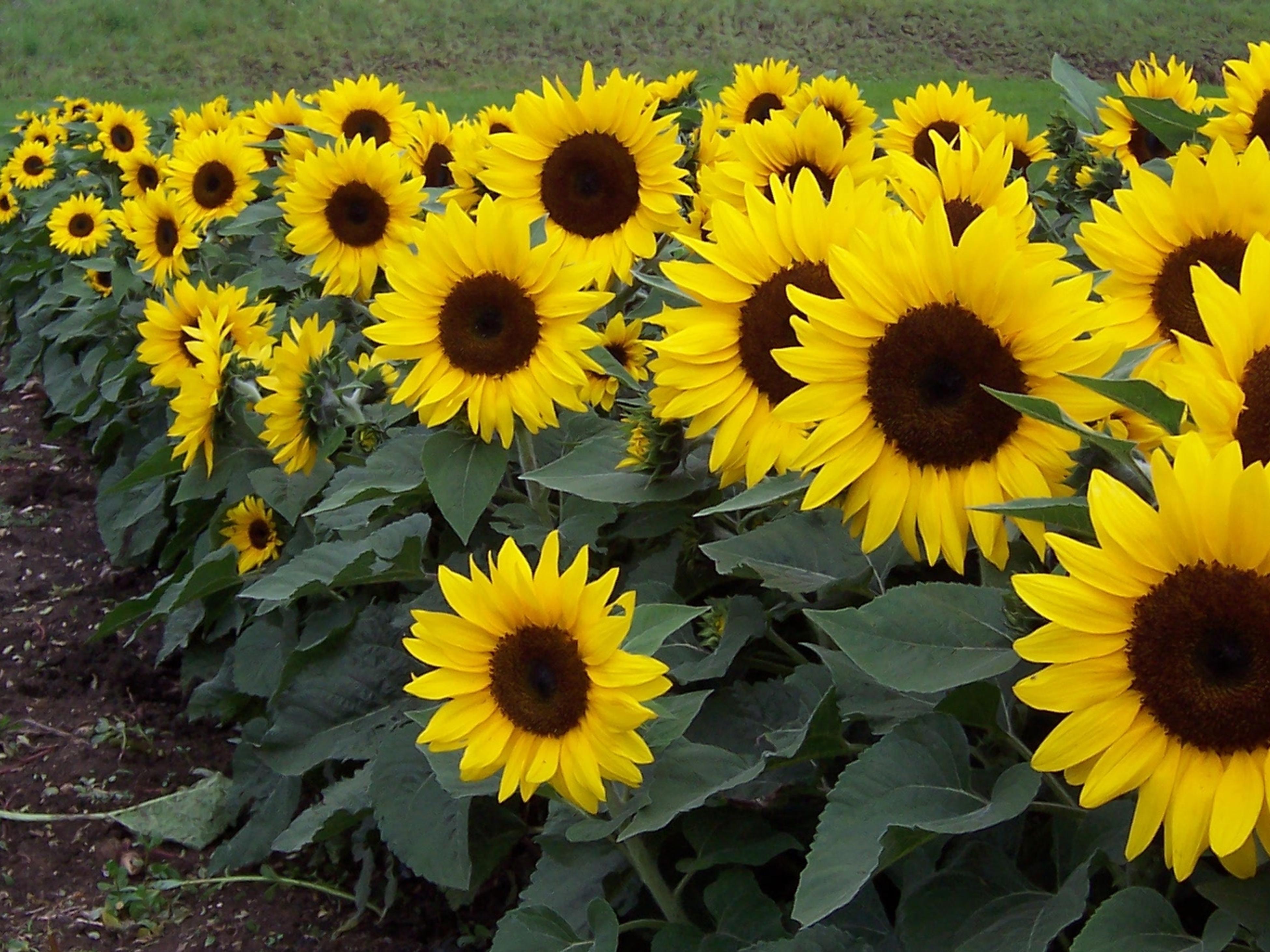 Growing sunflowers deals