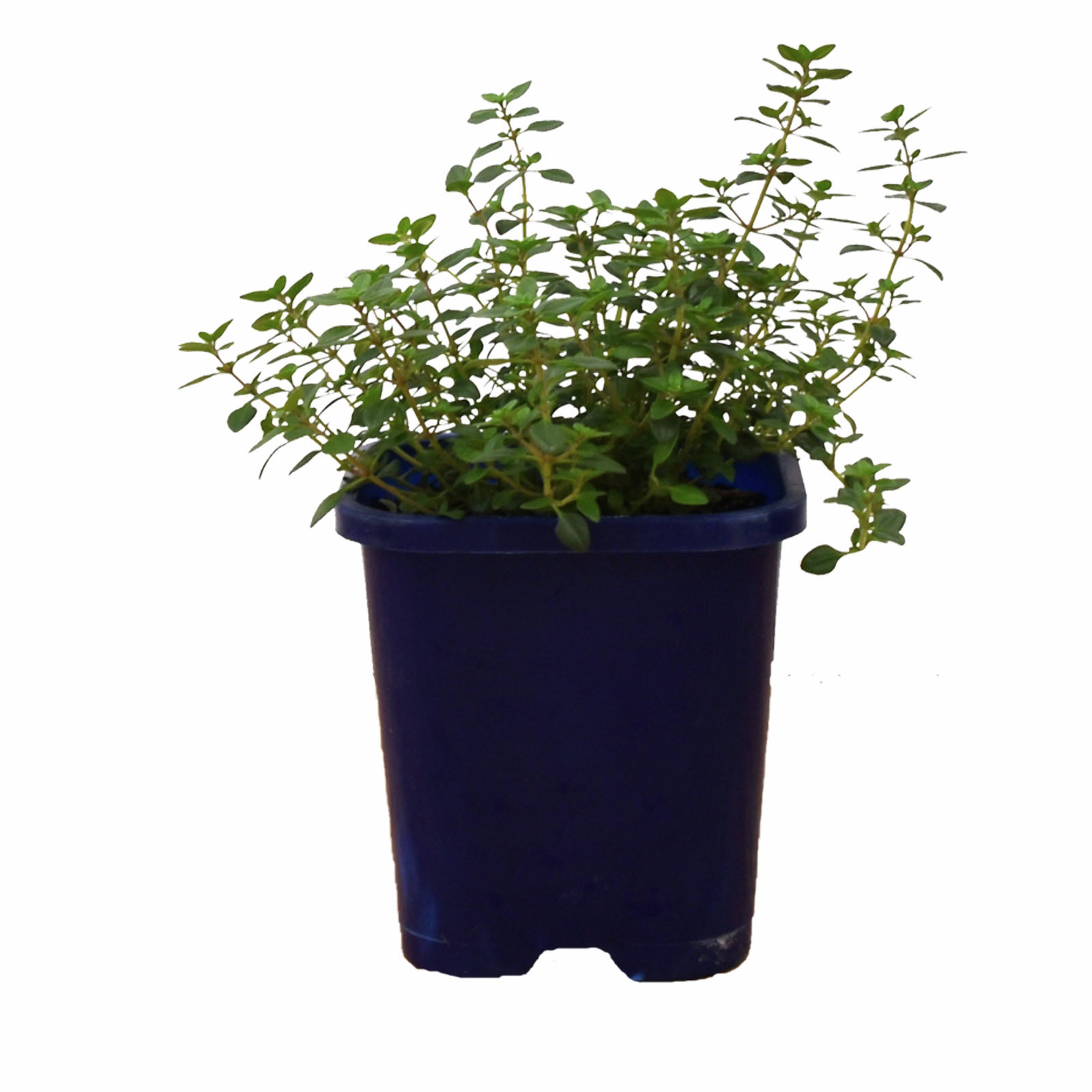 100mm Creeping Thyme Thymus serpyllum Bunnings Australia