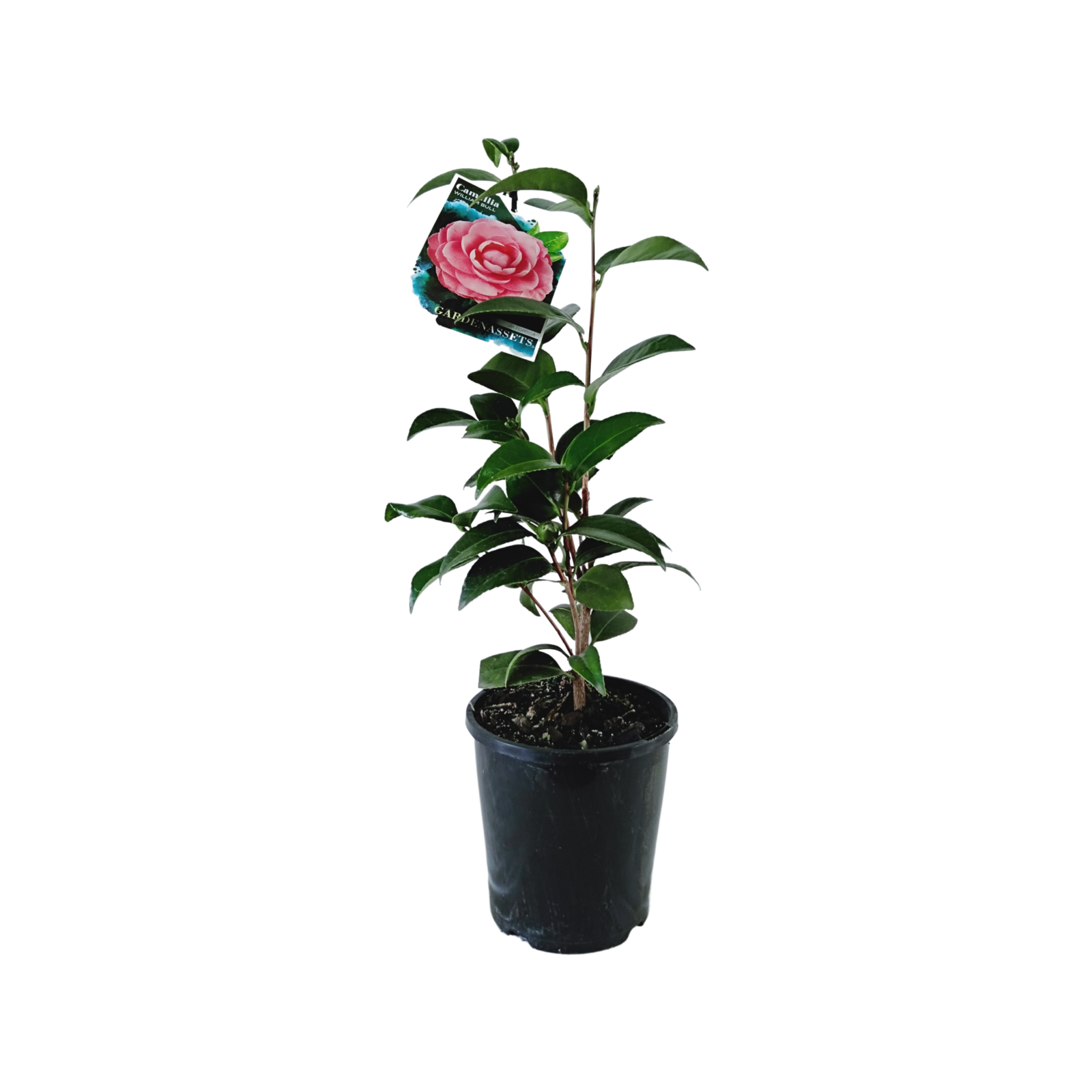 140mm Camellia William Bull - Camellia japonica - Bunnings Australia