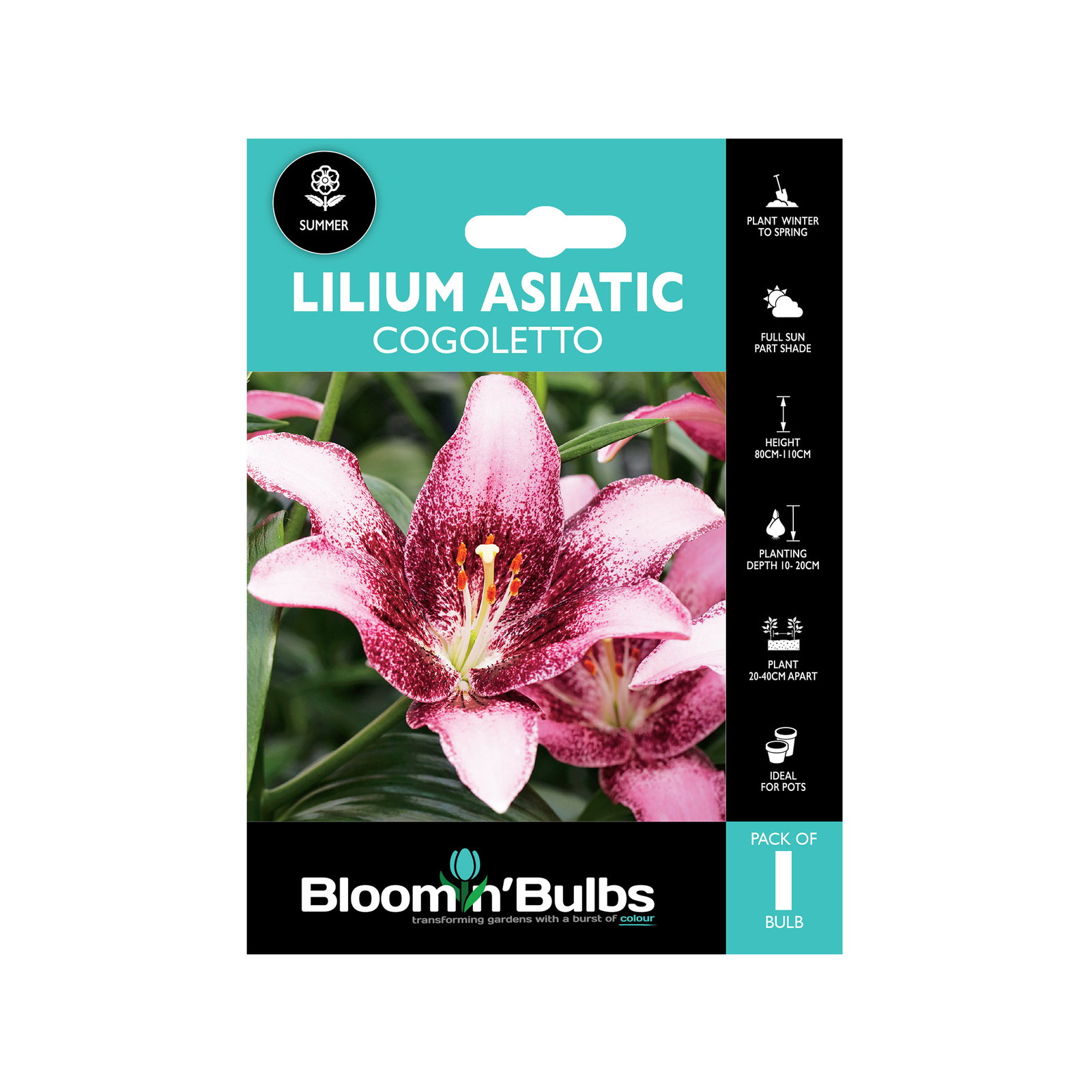 Bloomin Bulbs Lilium Asiatic Cogoleto 1 Pack Bunnings Australia