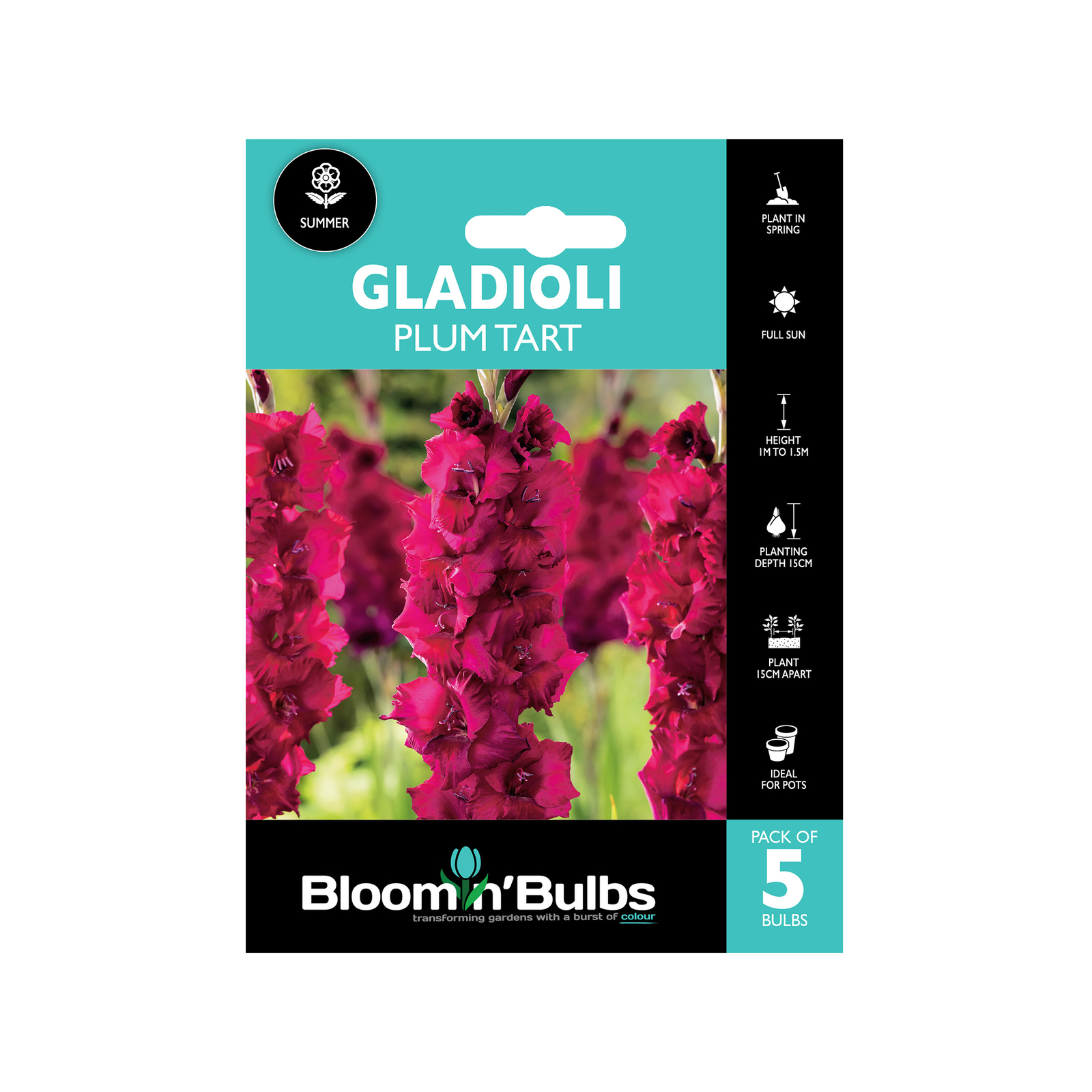 Bloomin' Bulbs Gladioli Plum Tart Bulbs 5 Pack Bunnings Australia