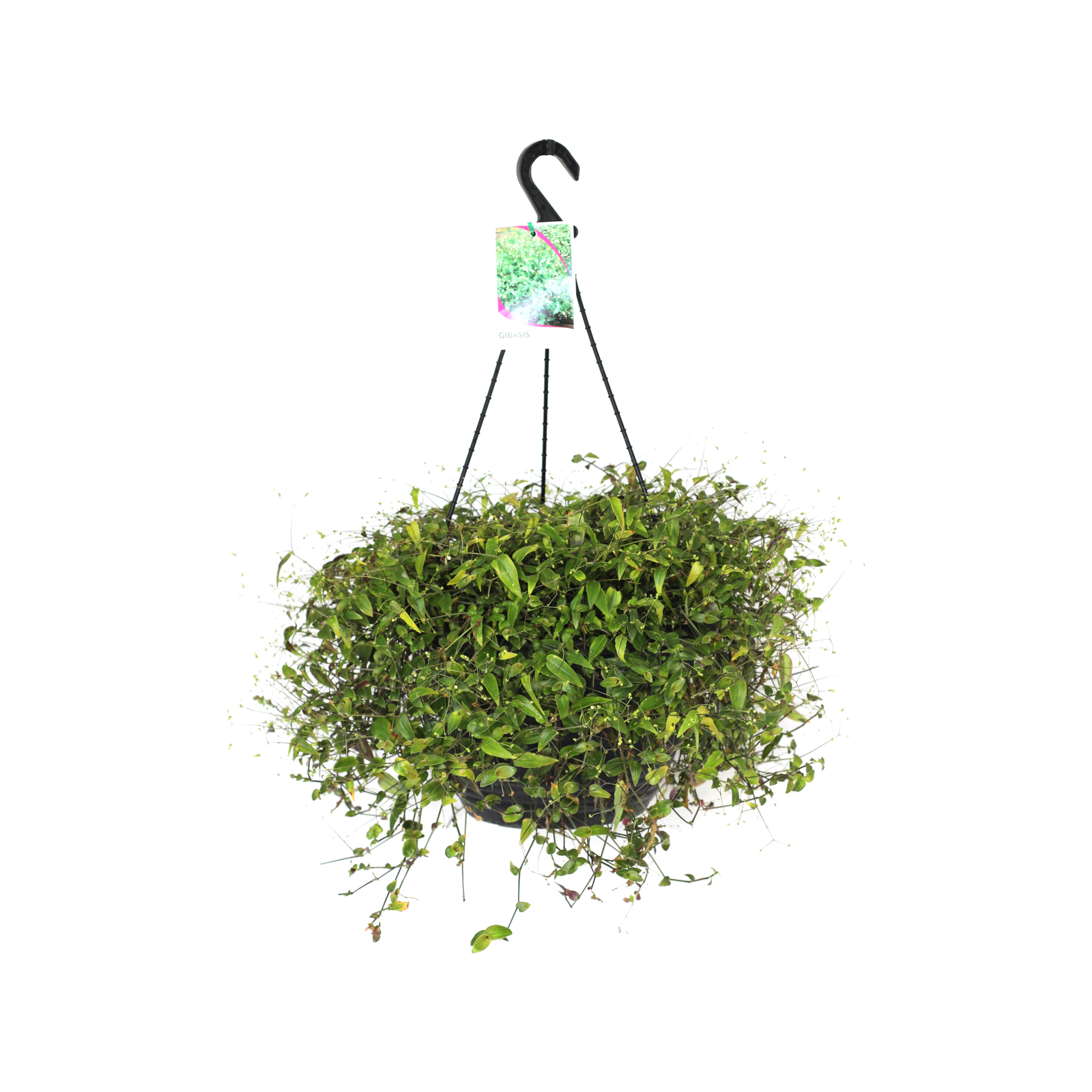 270mm Tradesca Bridal Veil Hanging Basket Tradescantia multiflora