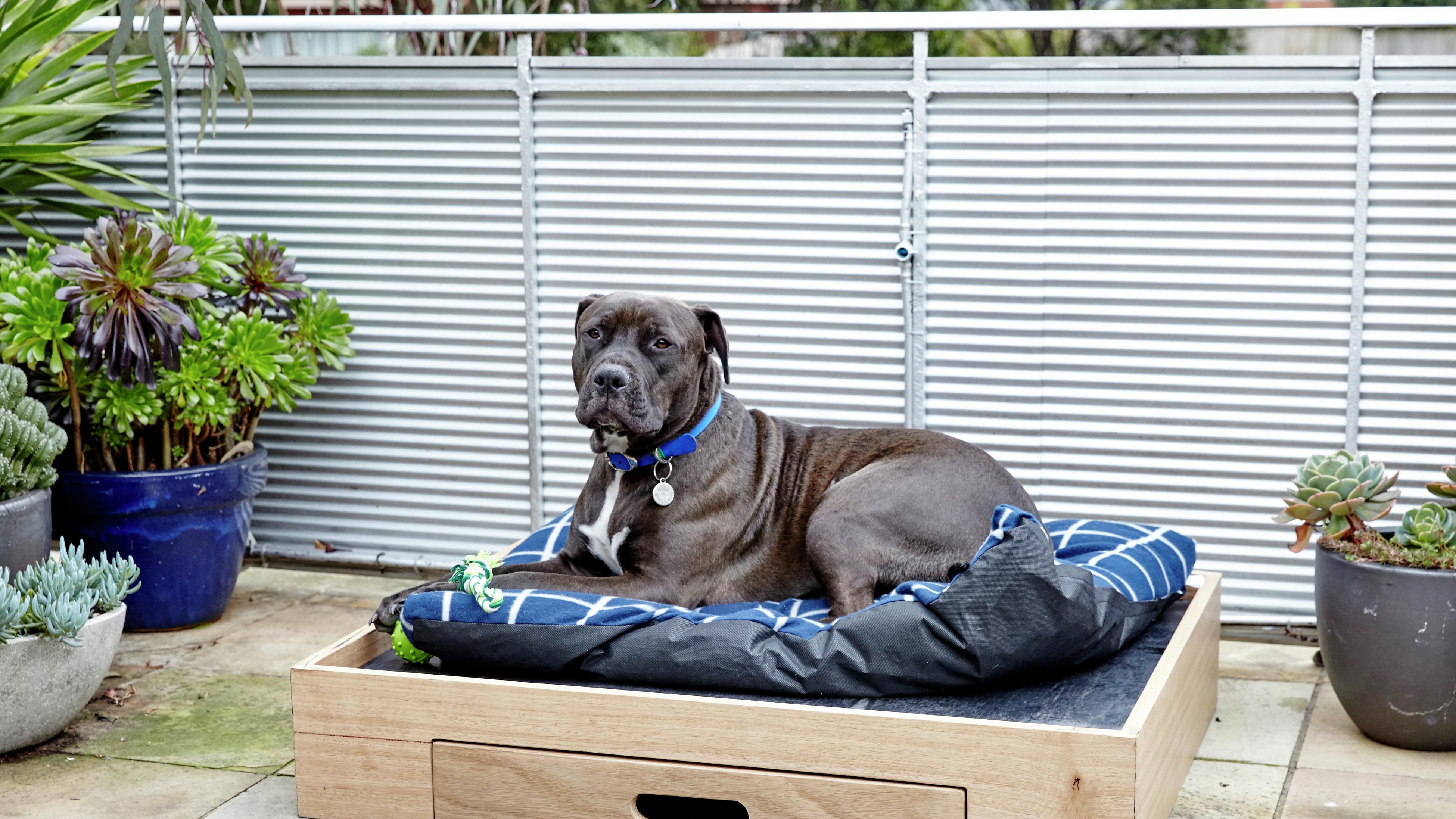 Bunnings dog clearance mat