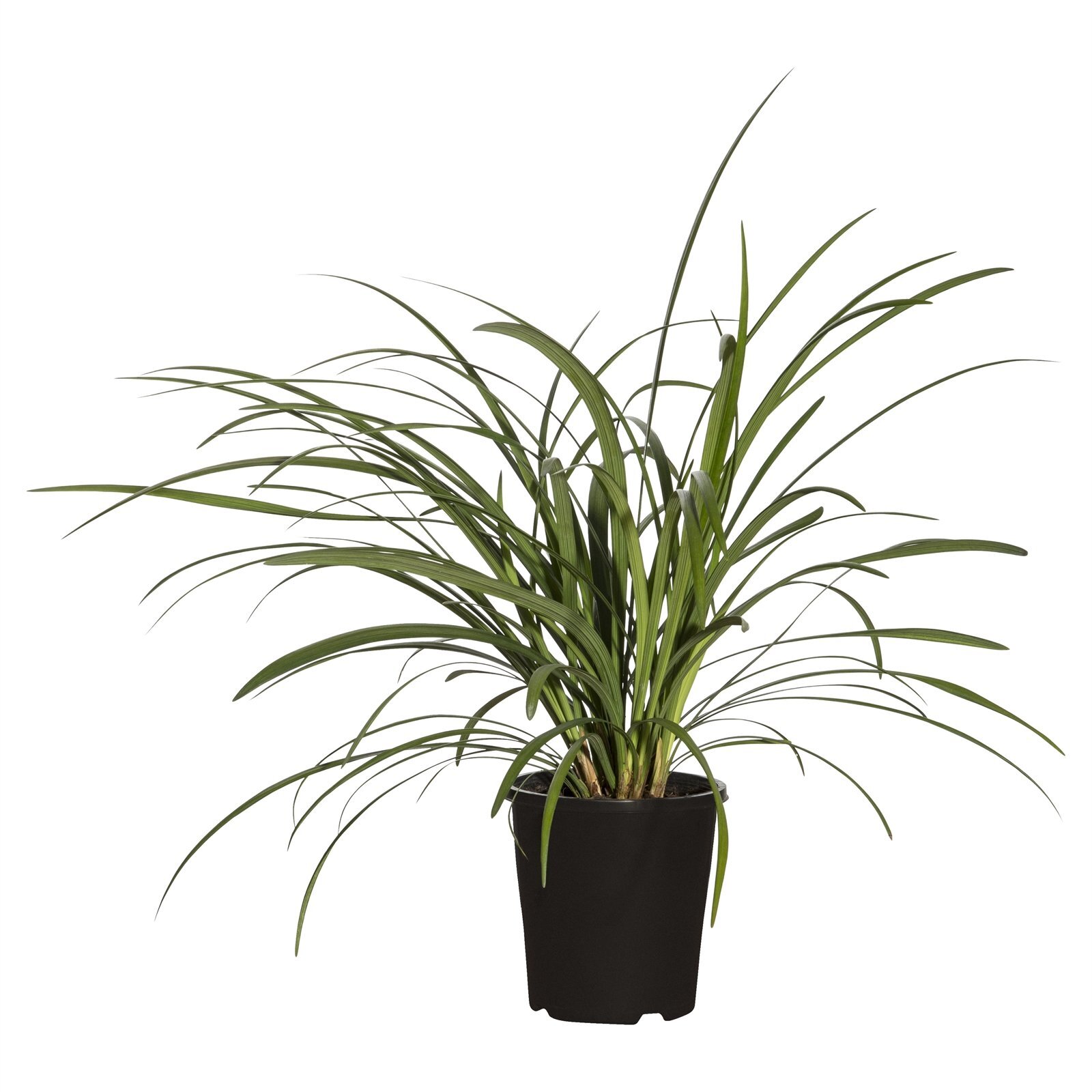 110mm Liriope Evergreen Giant - Liriope muscari - Bunnings Australia