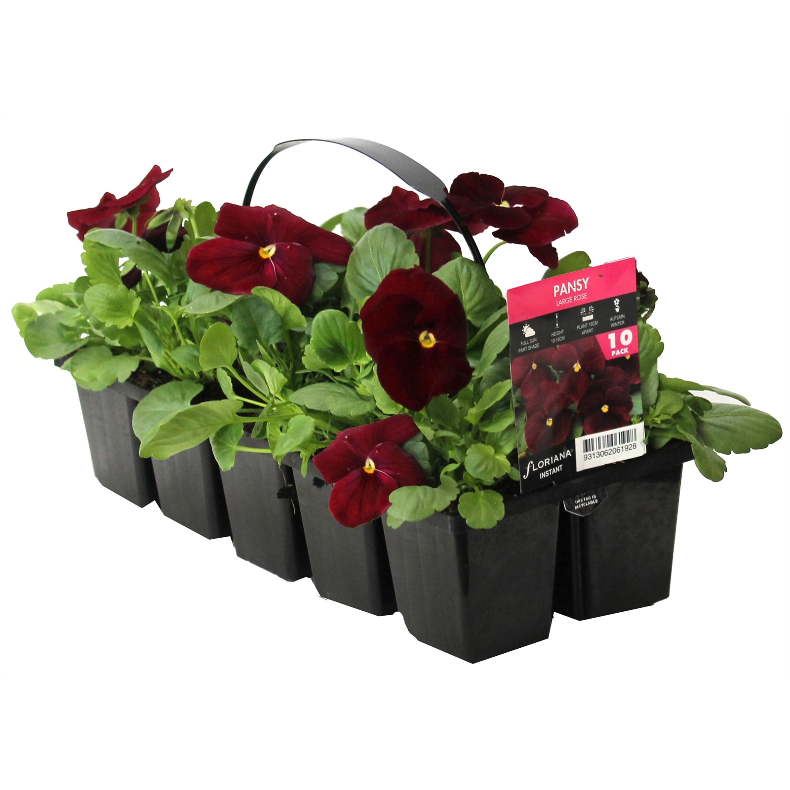 10 Cell Pansy Large Rose Viola x wittrockiana Bunnings Australia