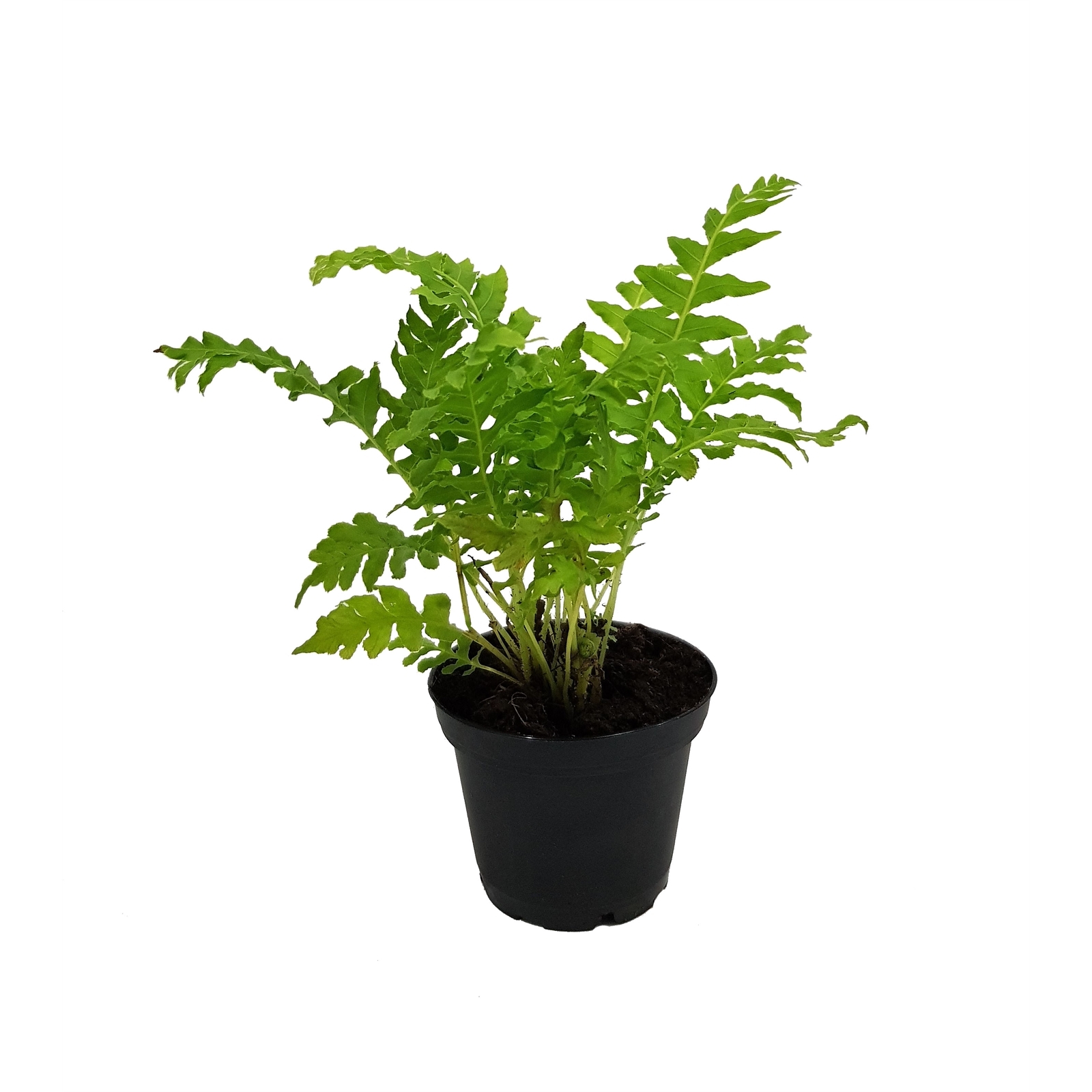 70mm Assorted Fern Interior Living - Bunnings Australia