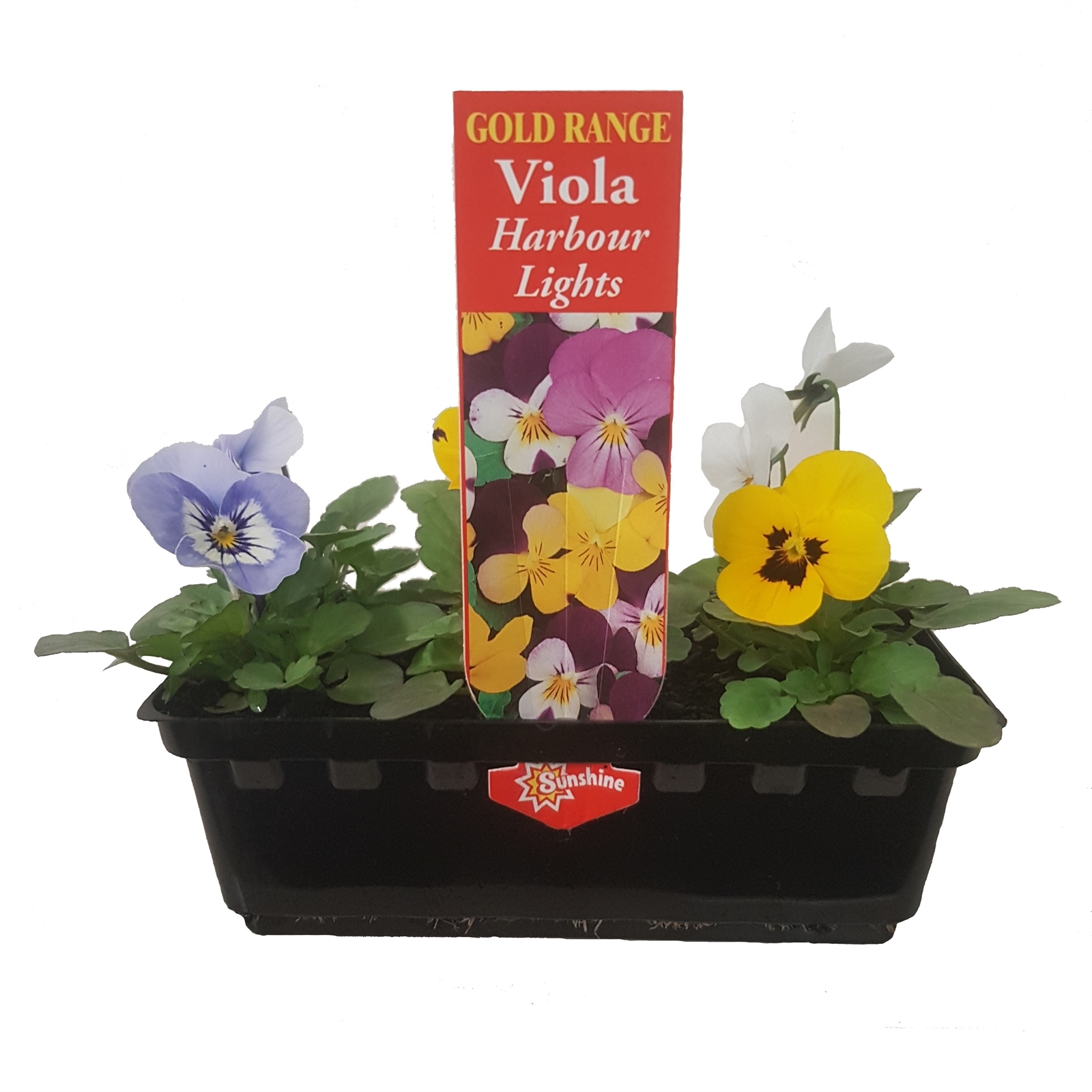 Viola Harbour Lights Viola cornnuta Bunnings Australia