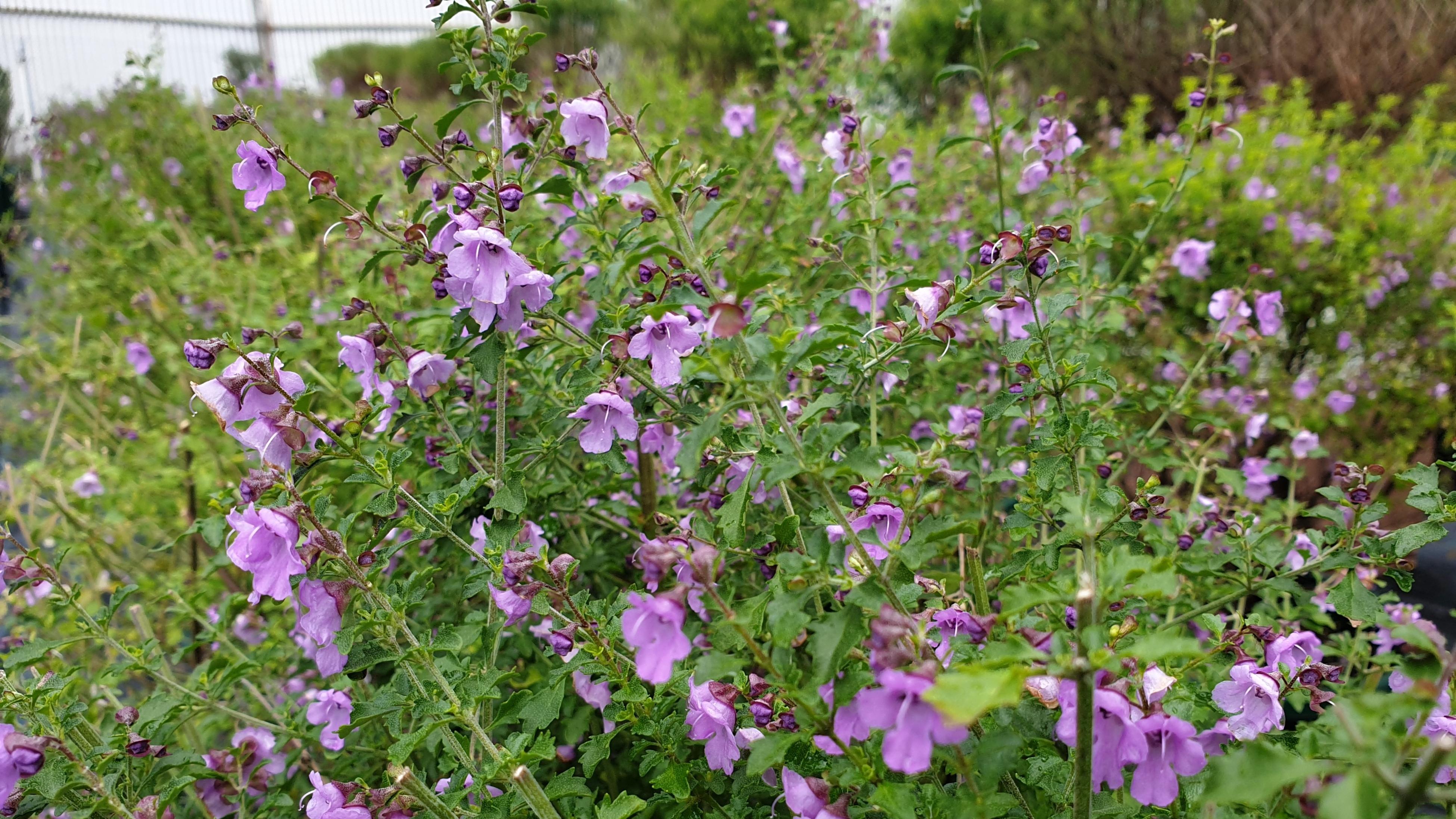 A native thyme plant with purple flowers