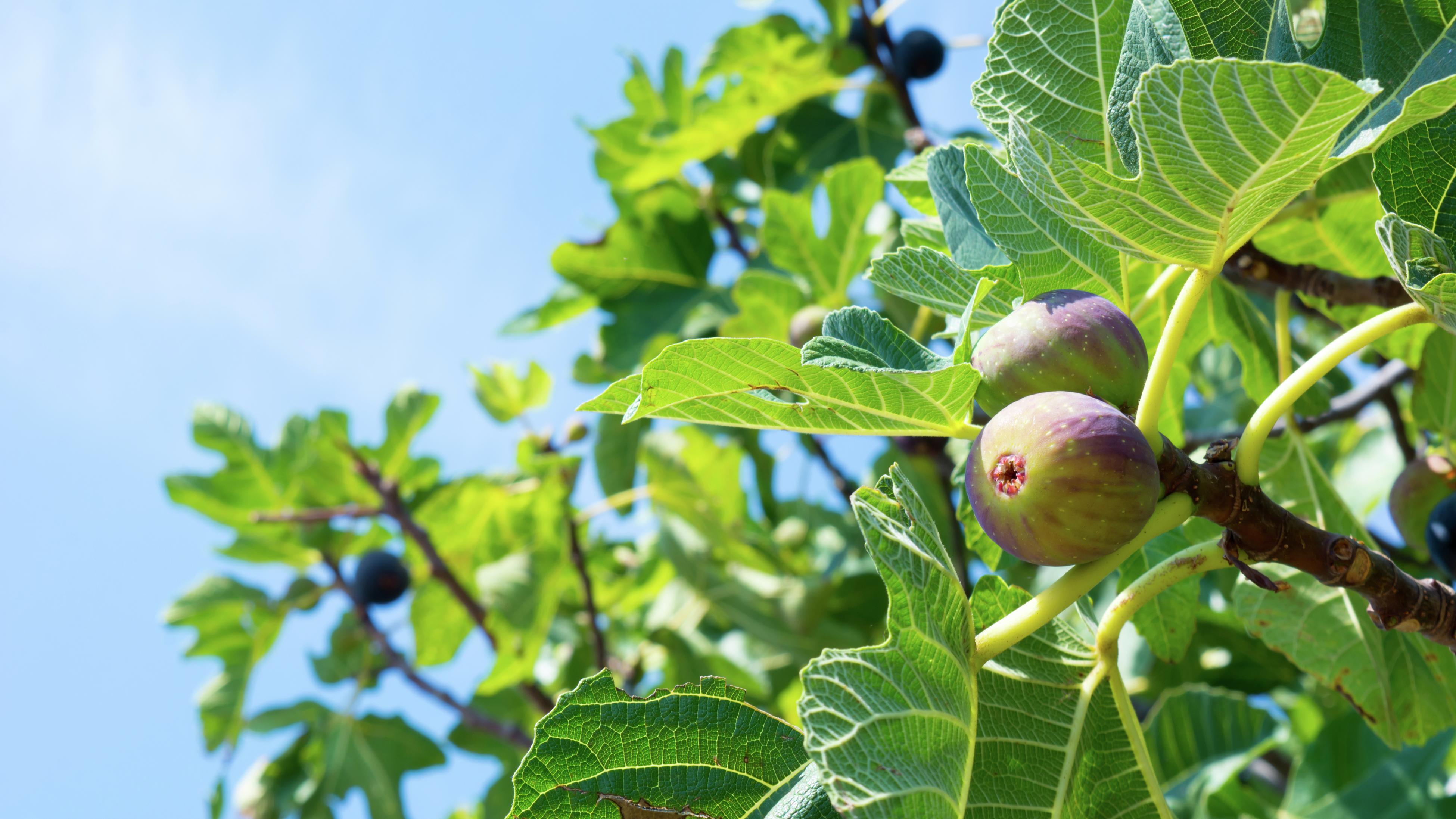 Fig tree deals fertilizer