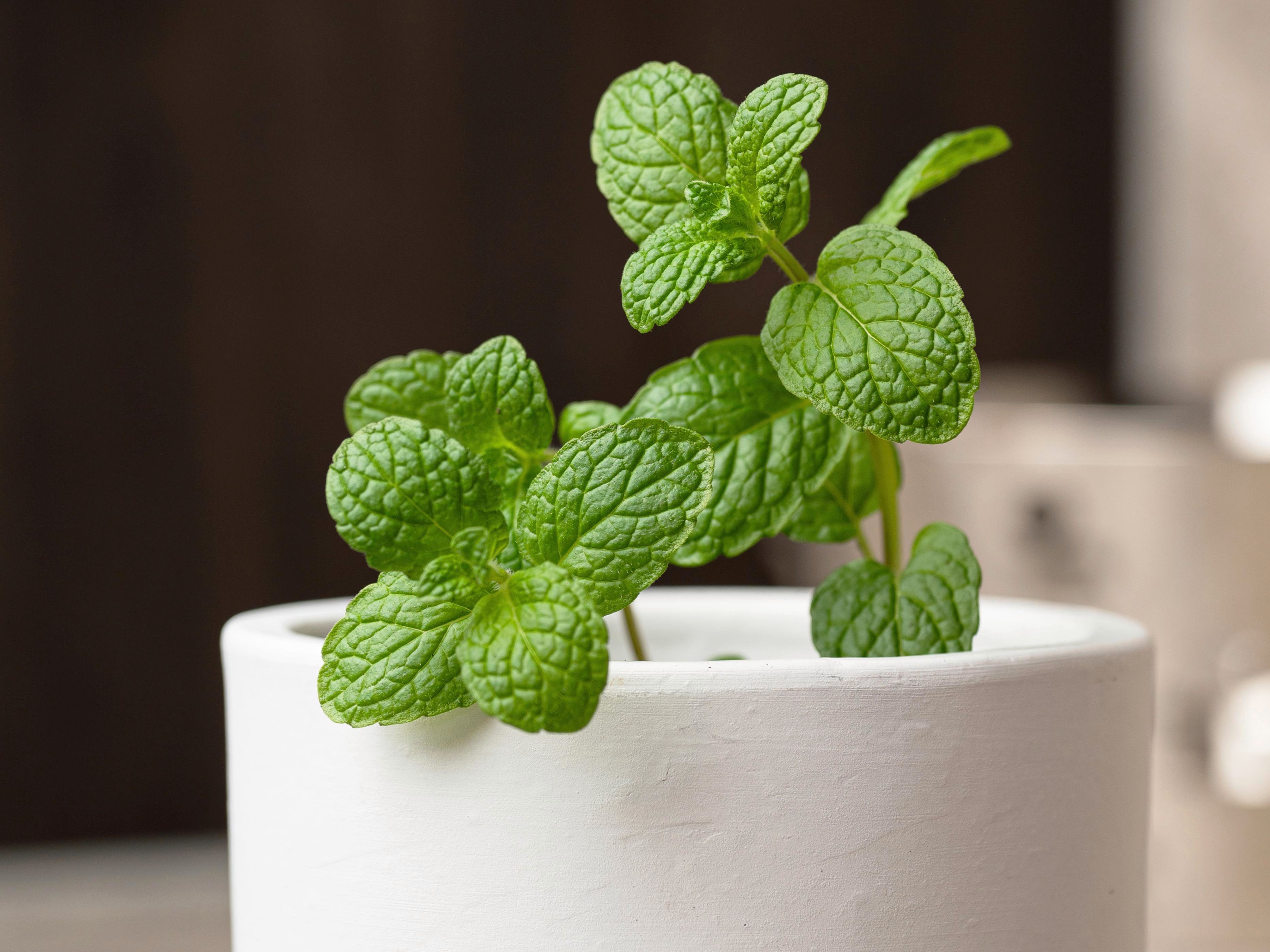 How To Grow Mint - Bunnings New Zealand