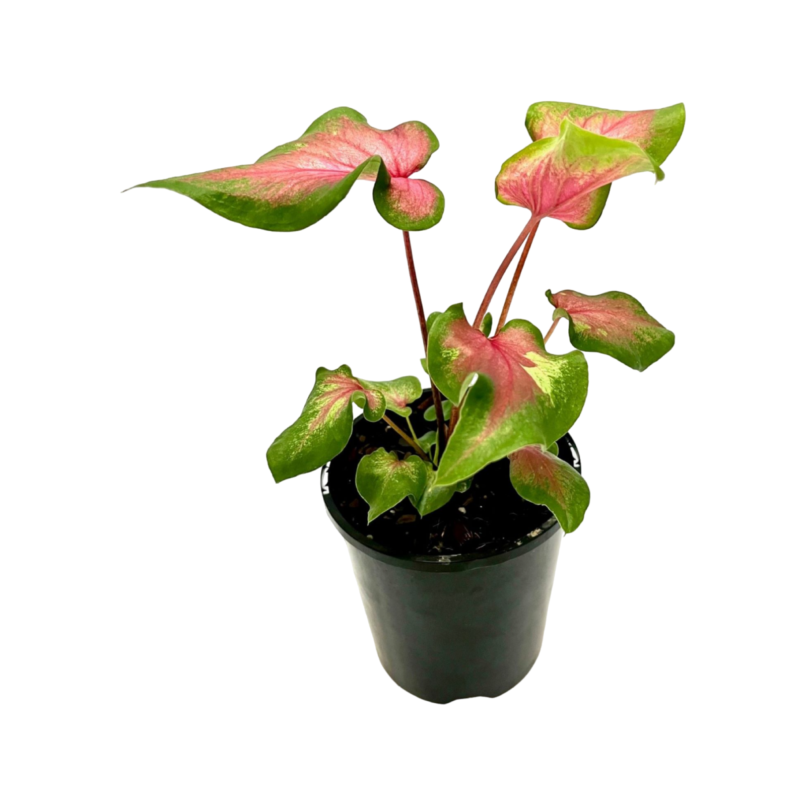 140mm Caladium Lava Flame Caladium Bicolor Bunnings Australia