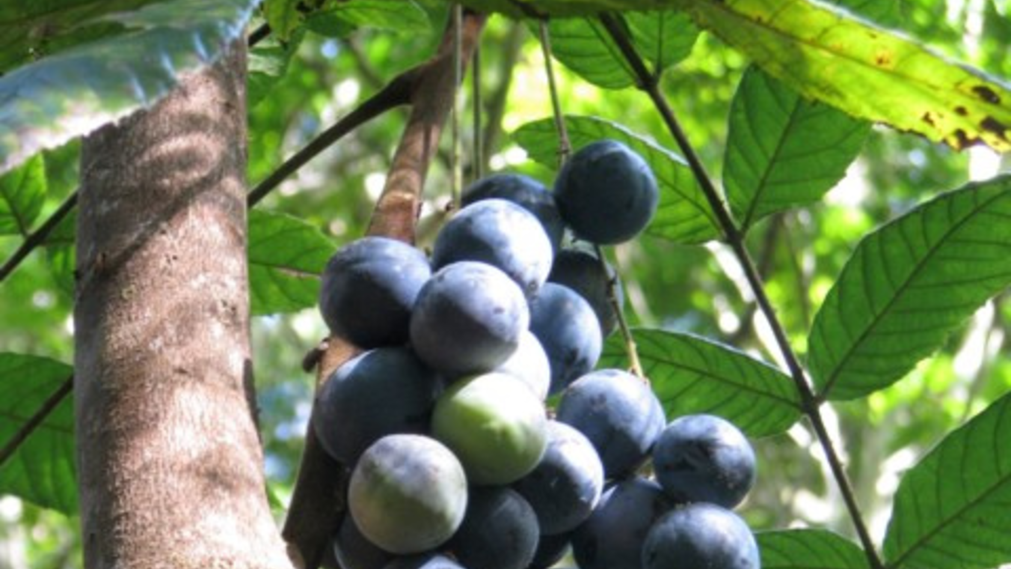A bunch of Queensland Davidson plums on a tree