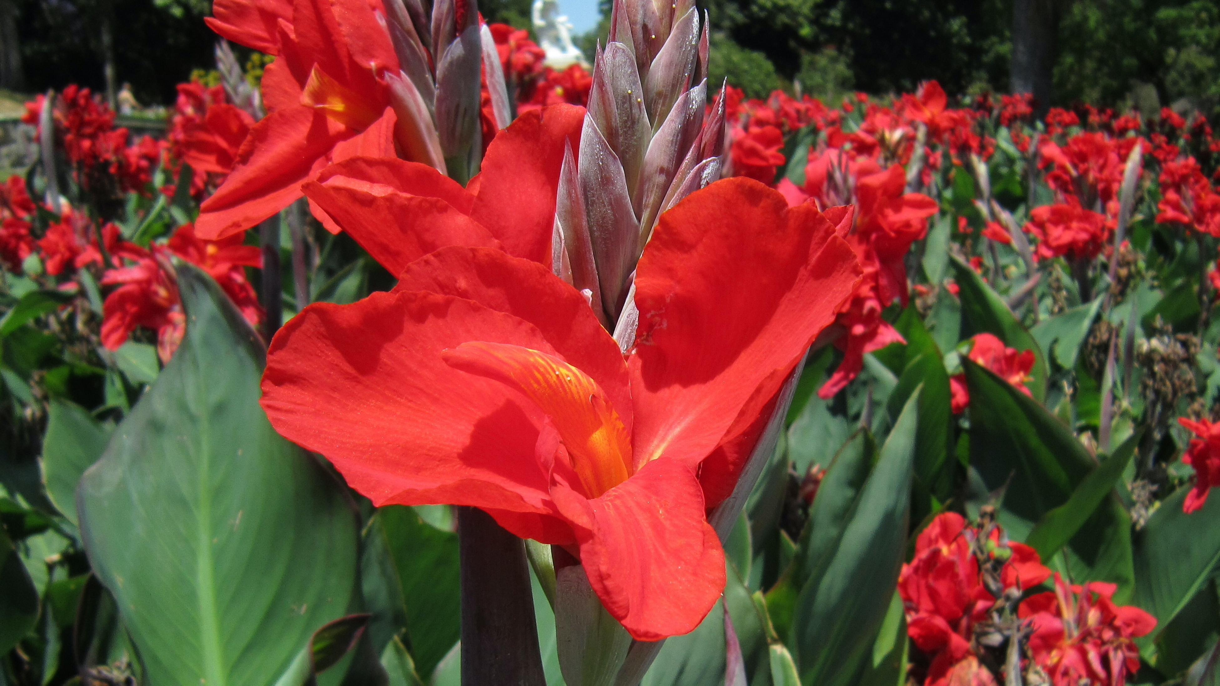How To Grow And Care For A Canna Lily - Bunnings New Zealand