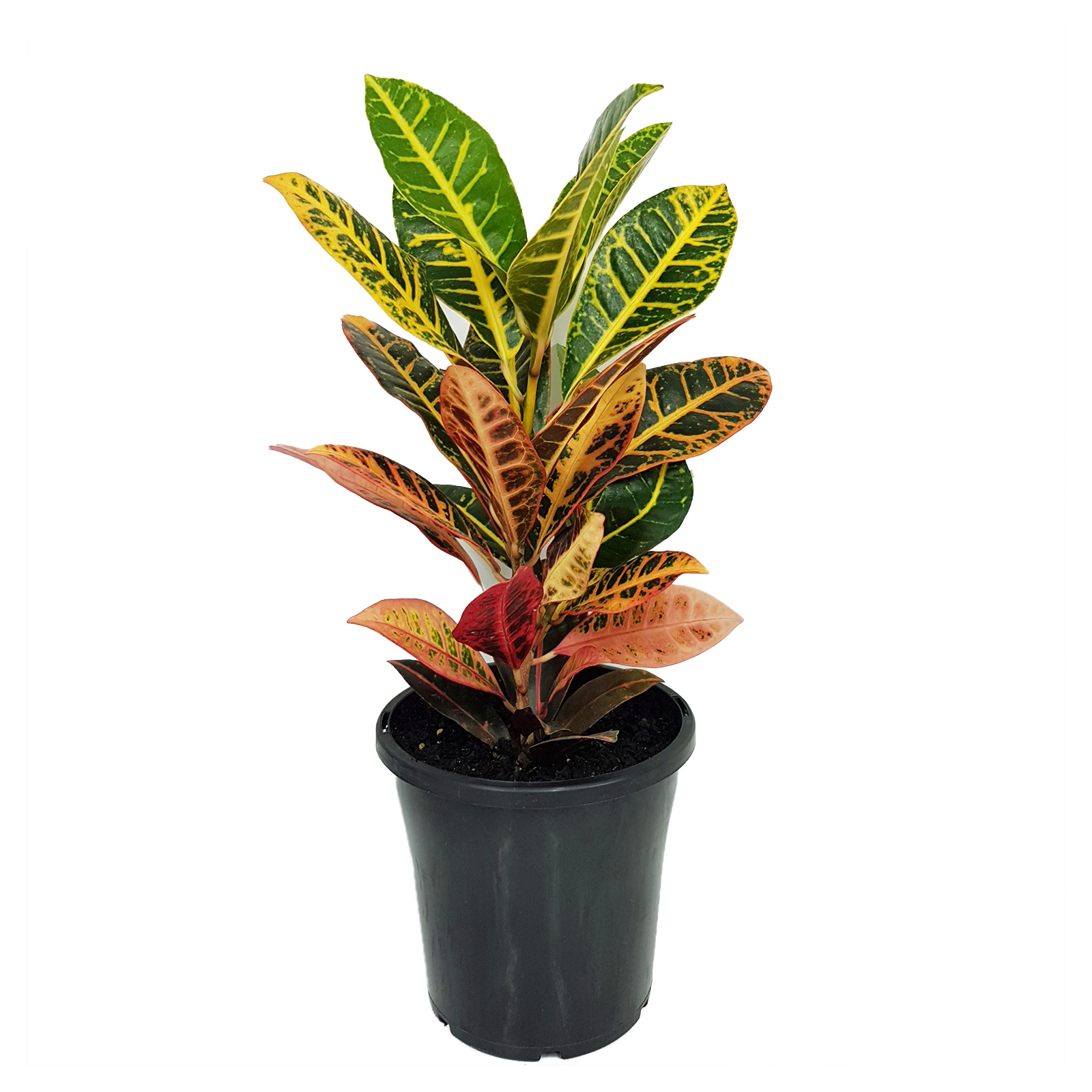 180mm Croton Petra - Codiaeum variegatum - Bunnings Australia