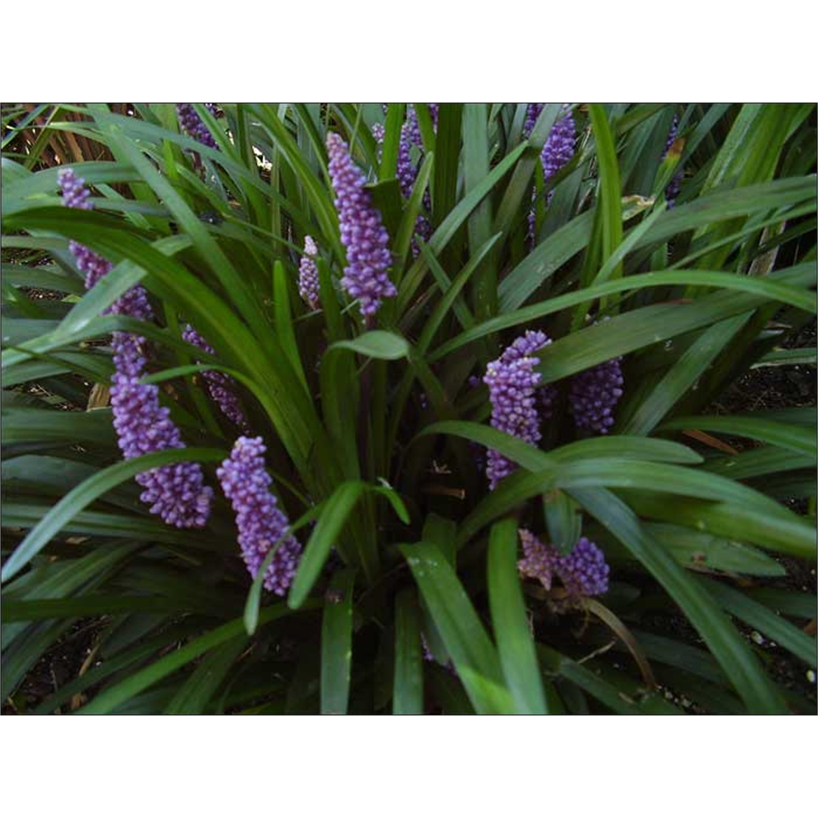 140mm Evergreen Giant Liriope Muscari Bunnings Australia