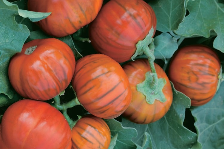 Close-up of tomatoes on a vine