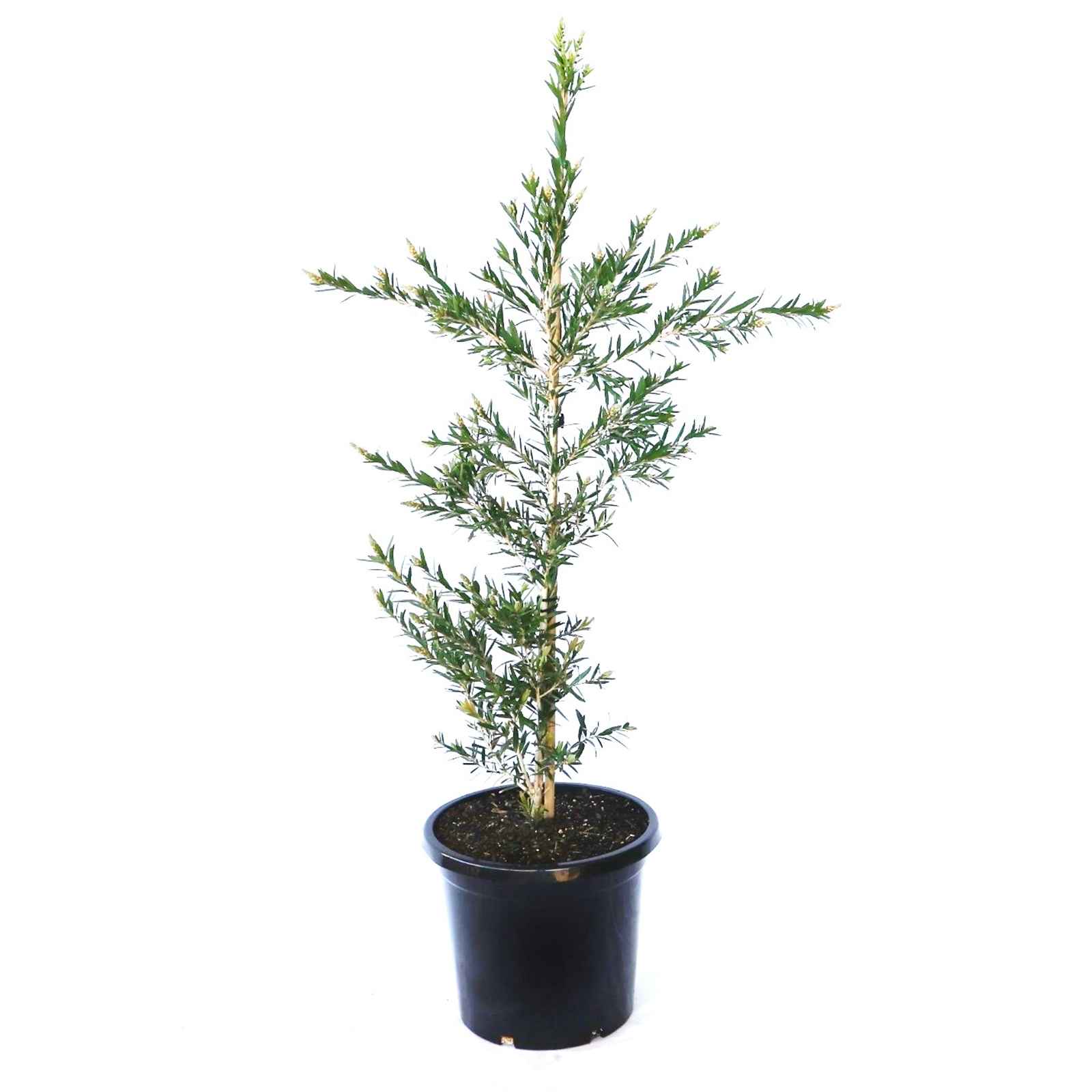 25L Callistemon Macarthur™ - Callistemon viminalis - Bunnings Australia