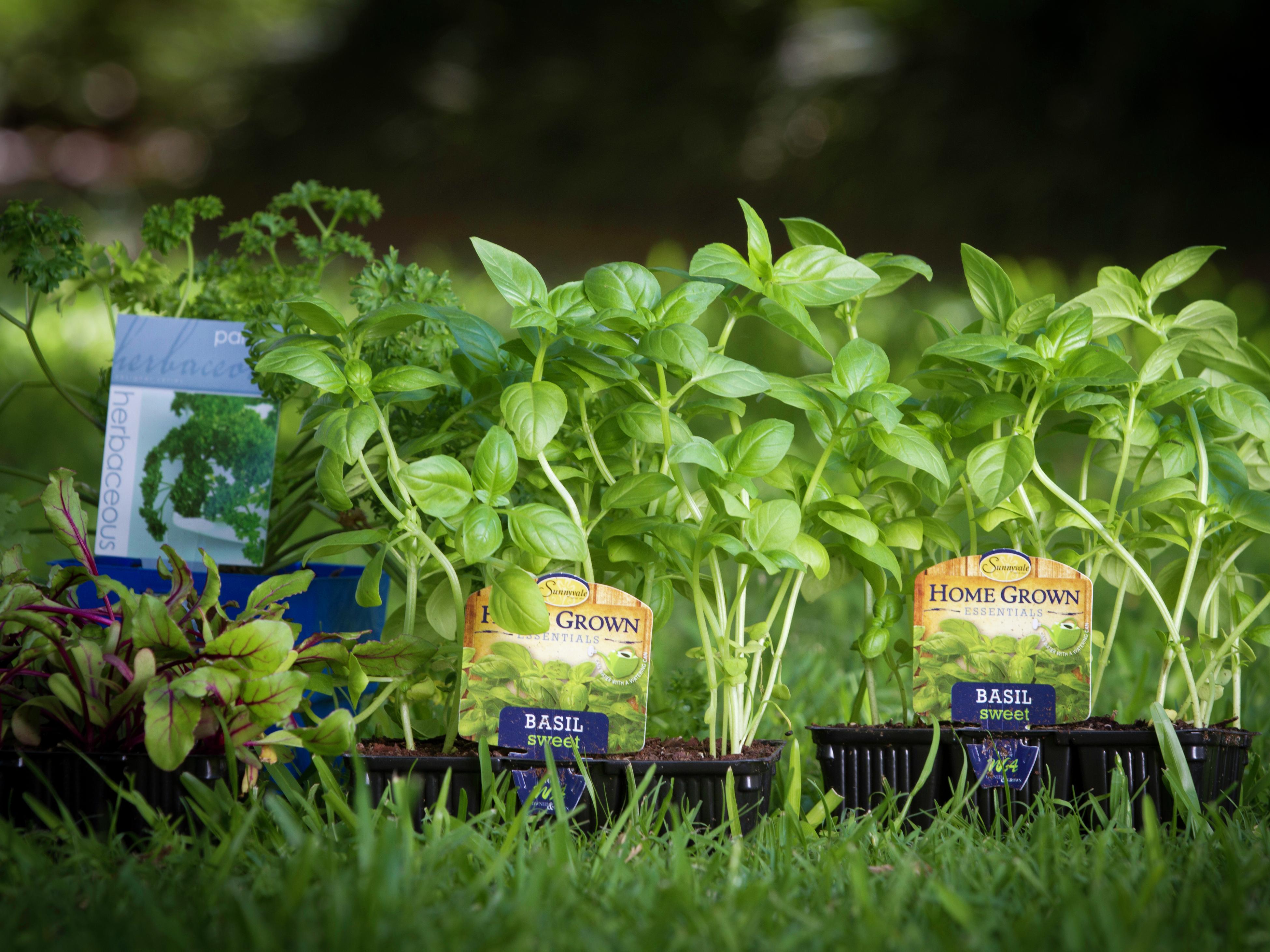 The Garden Diaries WA in March Bunnings Australia