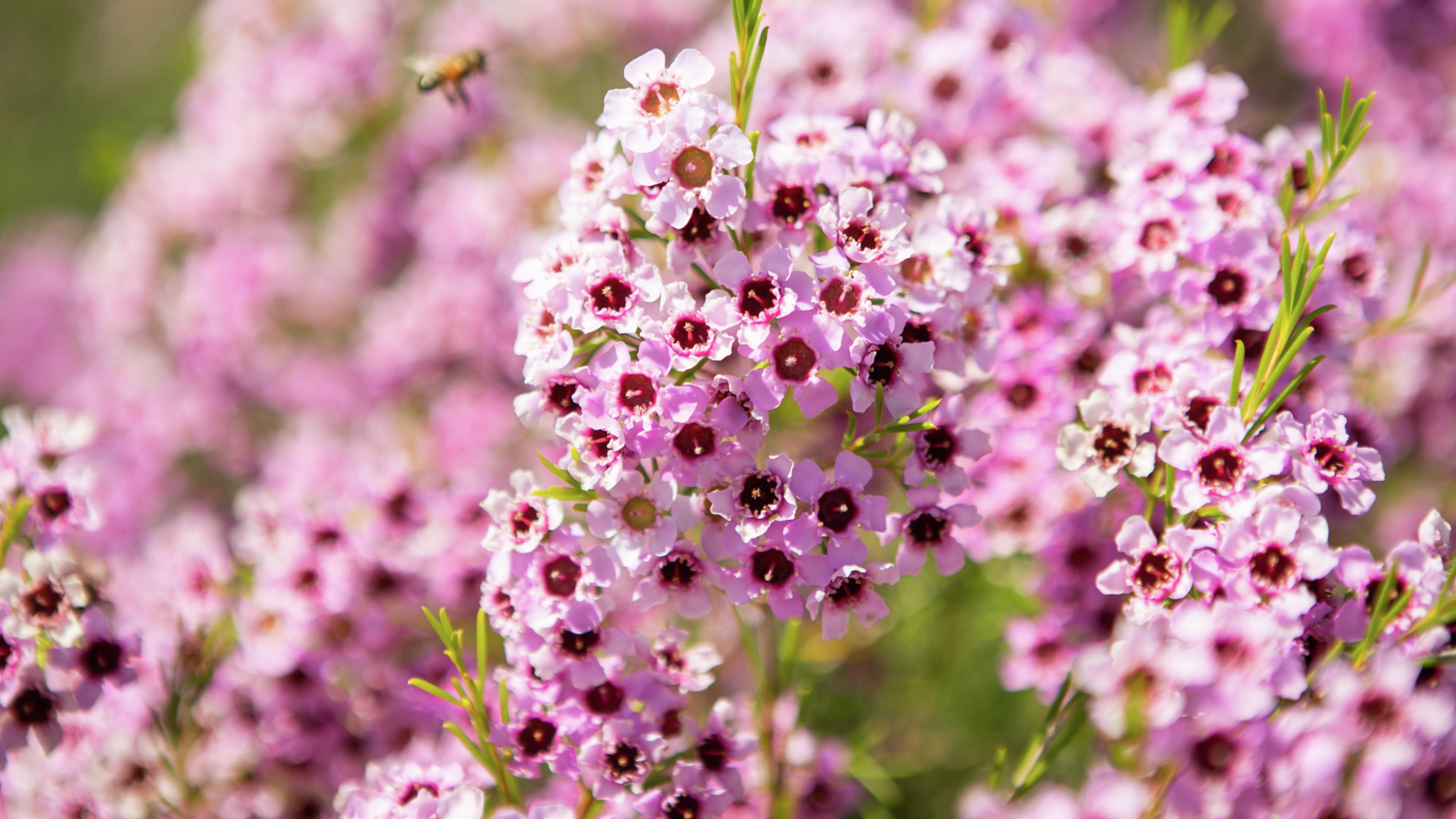 A bee on the purple flowers of a Chamelaucium ‘Jambinu Zest ’ bush