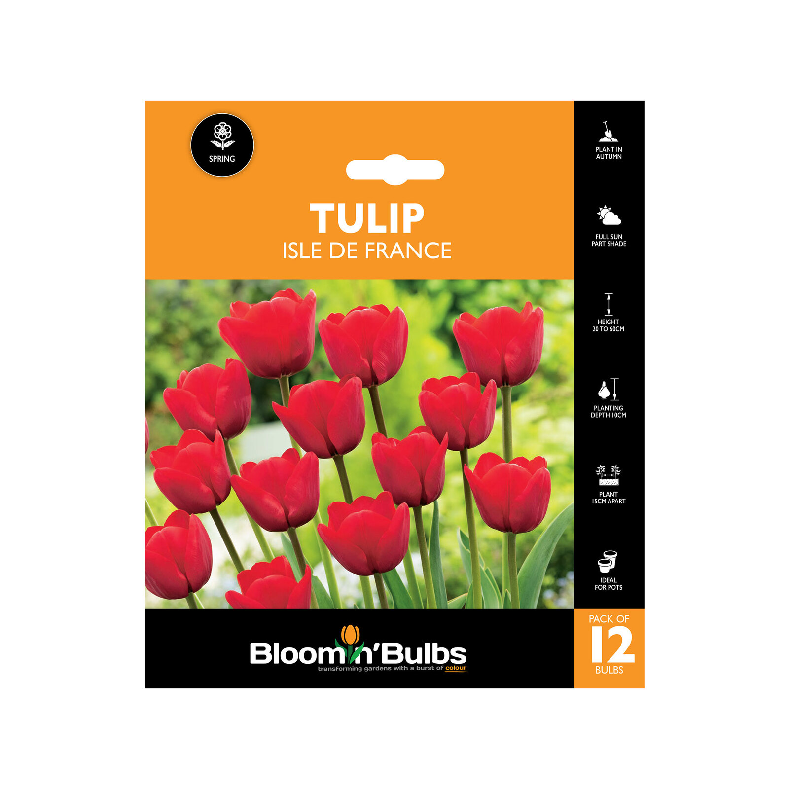 Bloomin' Bulbs Tulip Isle De France Tulipa hybrid 12 Pack