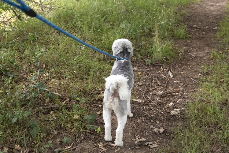 Dog wearing a blue lead.