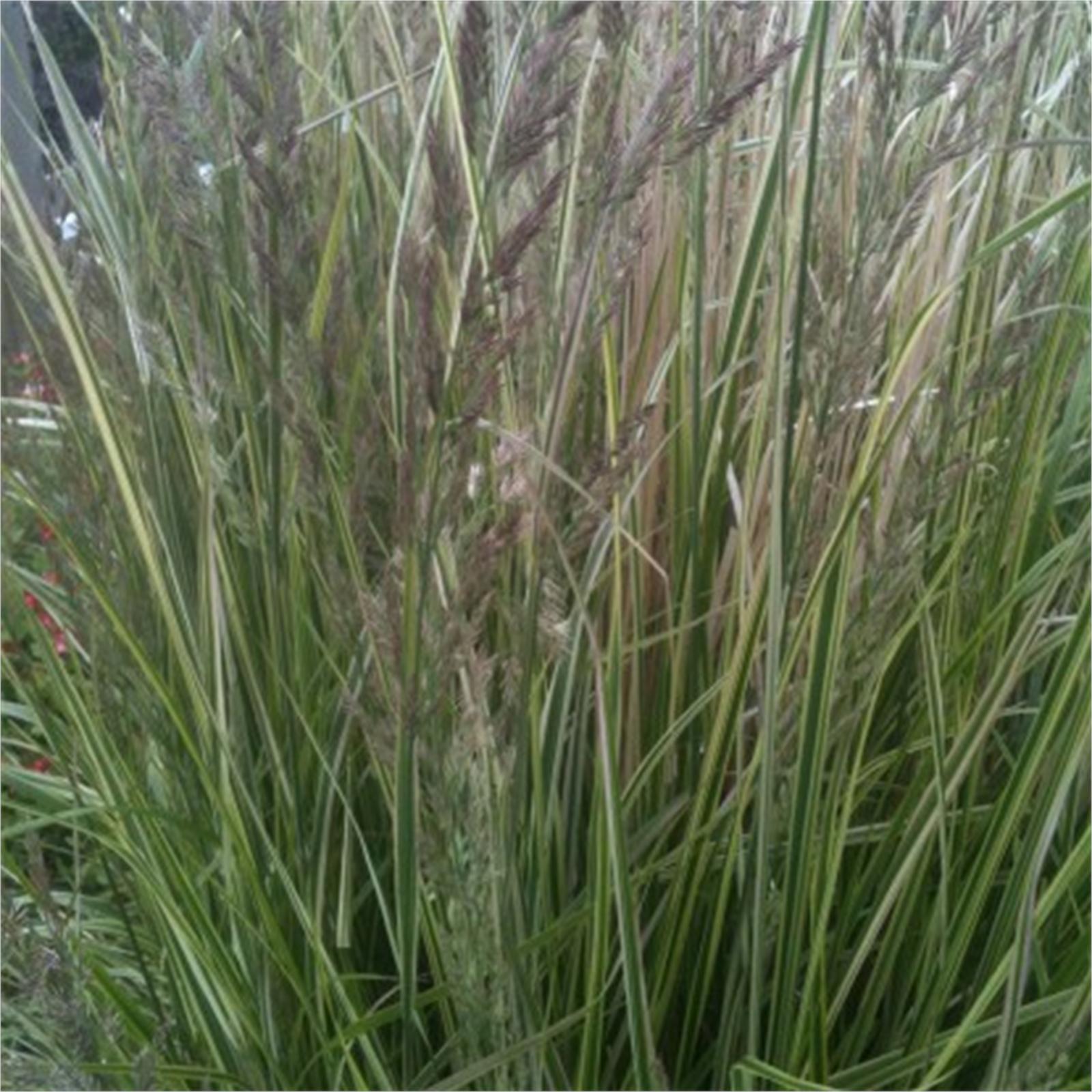 140mm Feather Reed Grass 'Overdam' Calamagrostis acutiflora