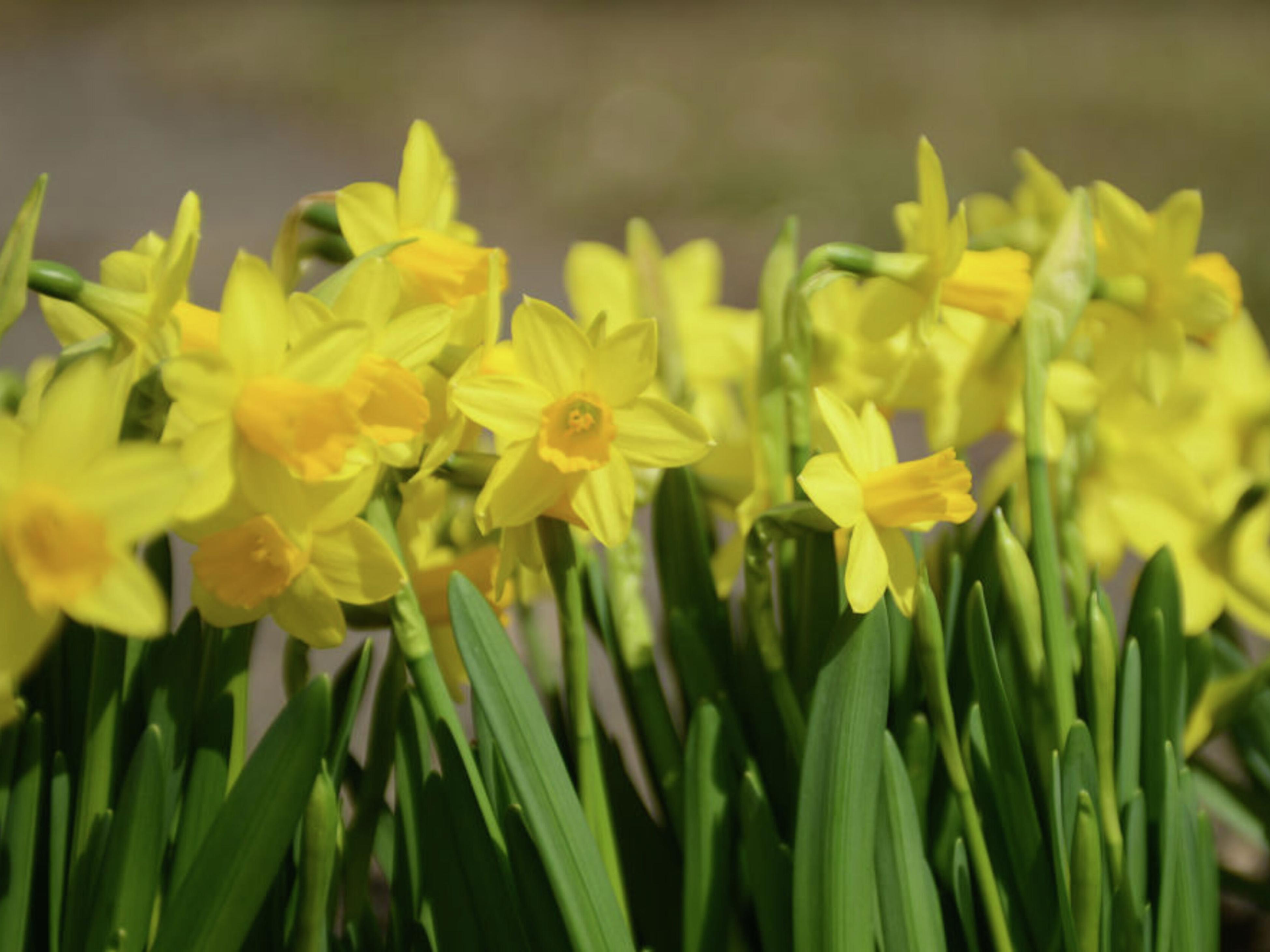 Flower Bulbs Tulips, Dahlias & More Bunnings New Zealand