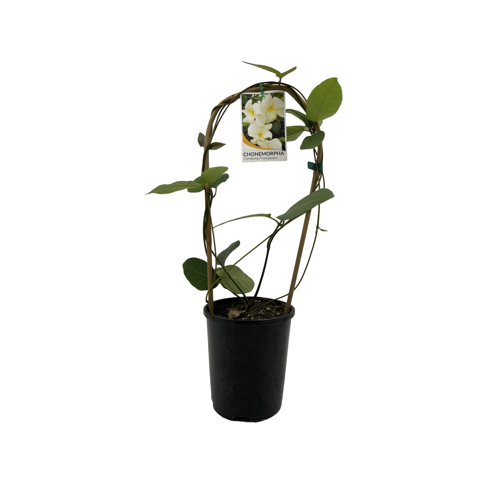 140mm Climbing Frangipani Chonemorpha fragrans Bunnings Australia