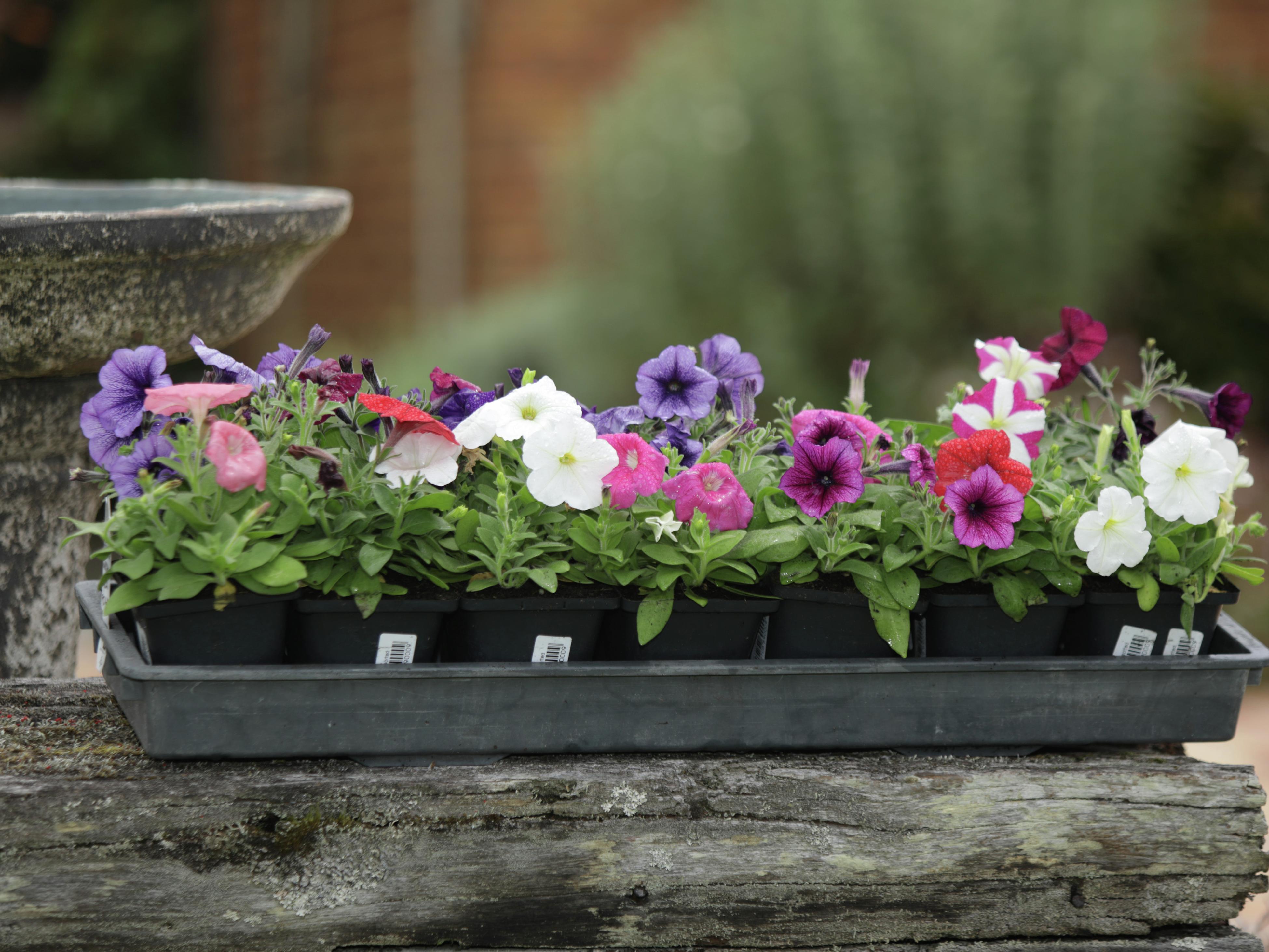 Flower Seeds Bunnings New Zealand