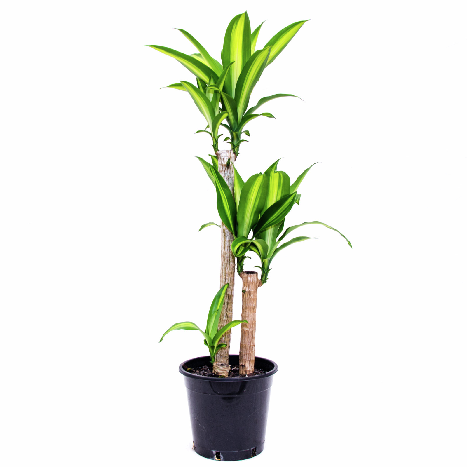 250mm Happy Plant Dracaena fragrans Massangeana Bunnings Australia